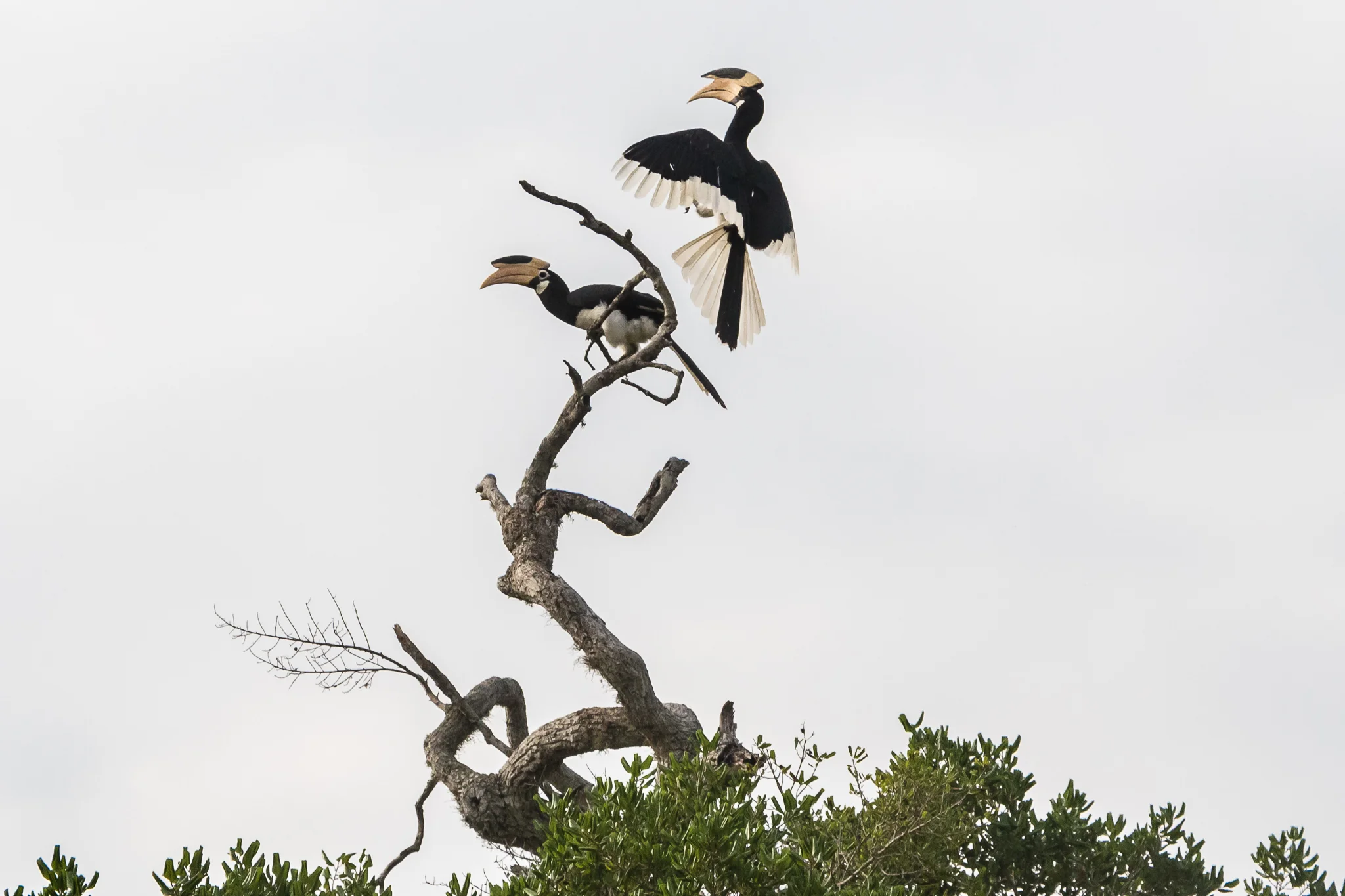 Malabar Pied Hornbill