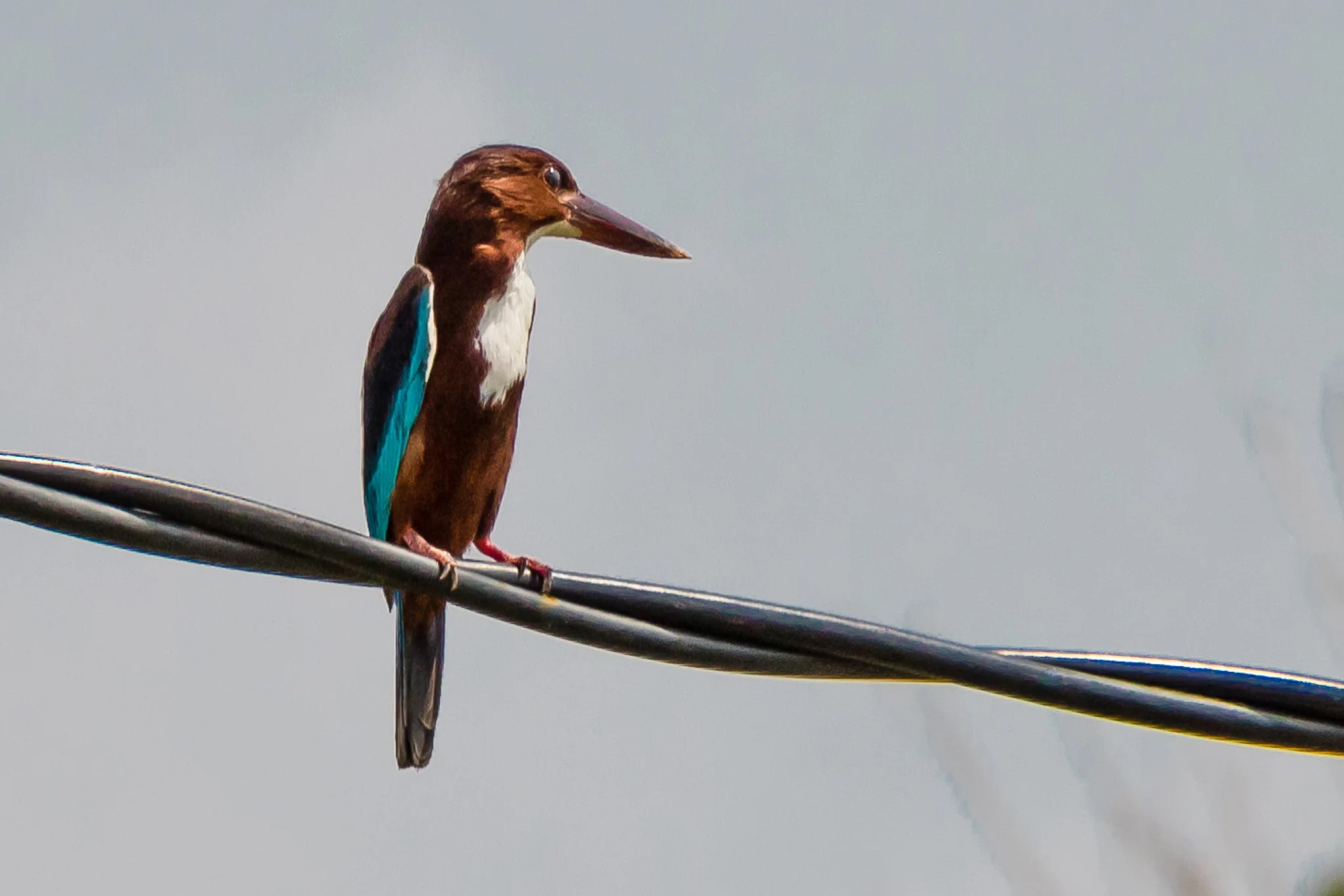 White-throated Kingfisher