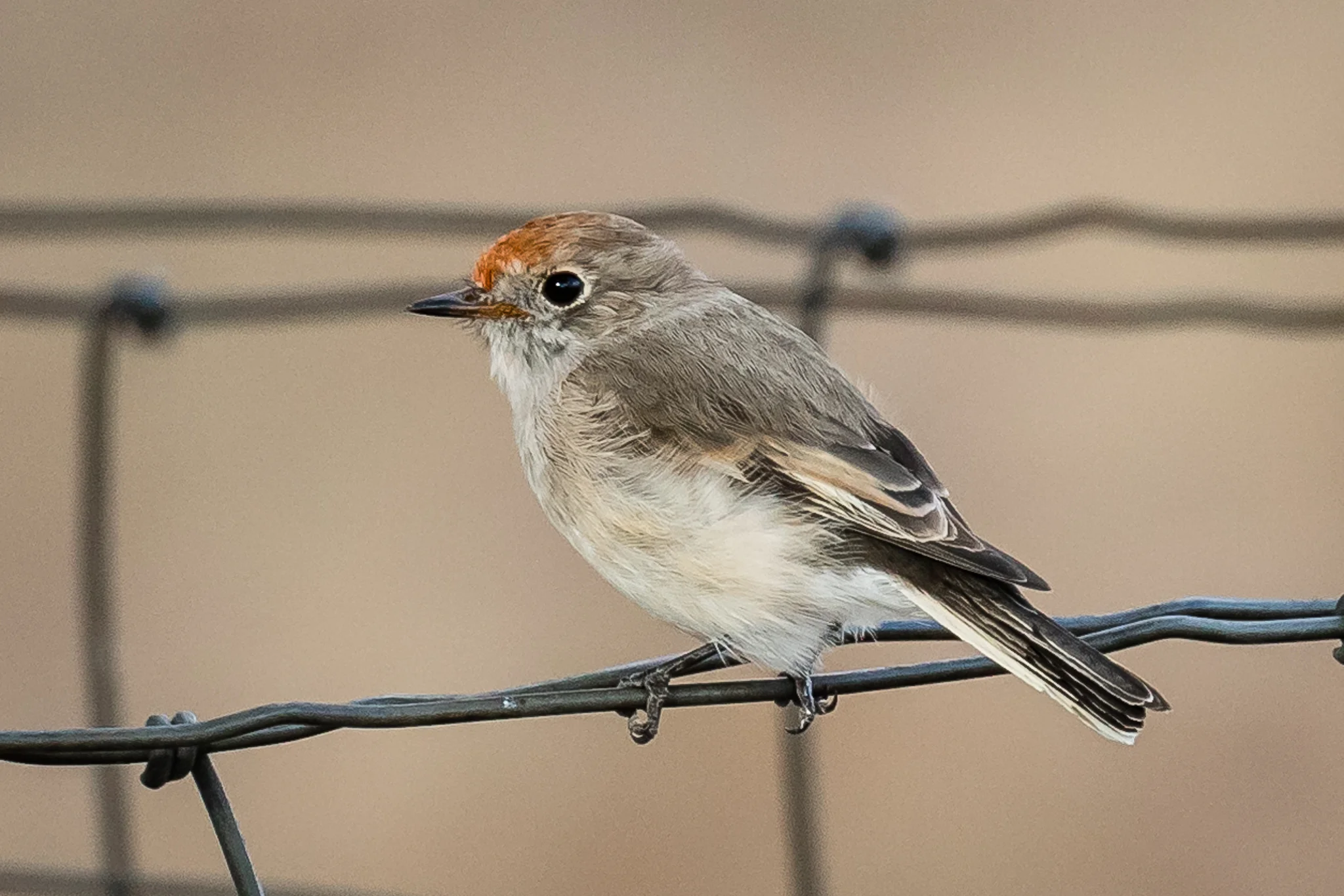 The female Red-capped Robin has the red cap but not the bright red breast of the male. Perched on a fence, it is watching for insects on the ground to swoop down on. Often seen in open woodlands close to open farmland.
