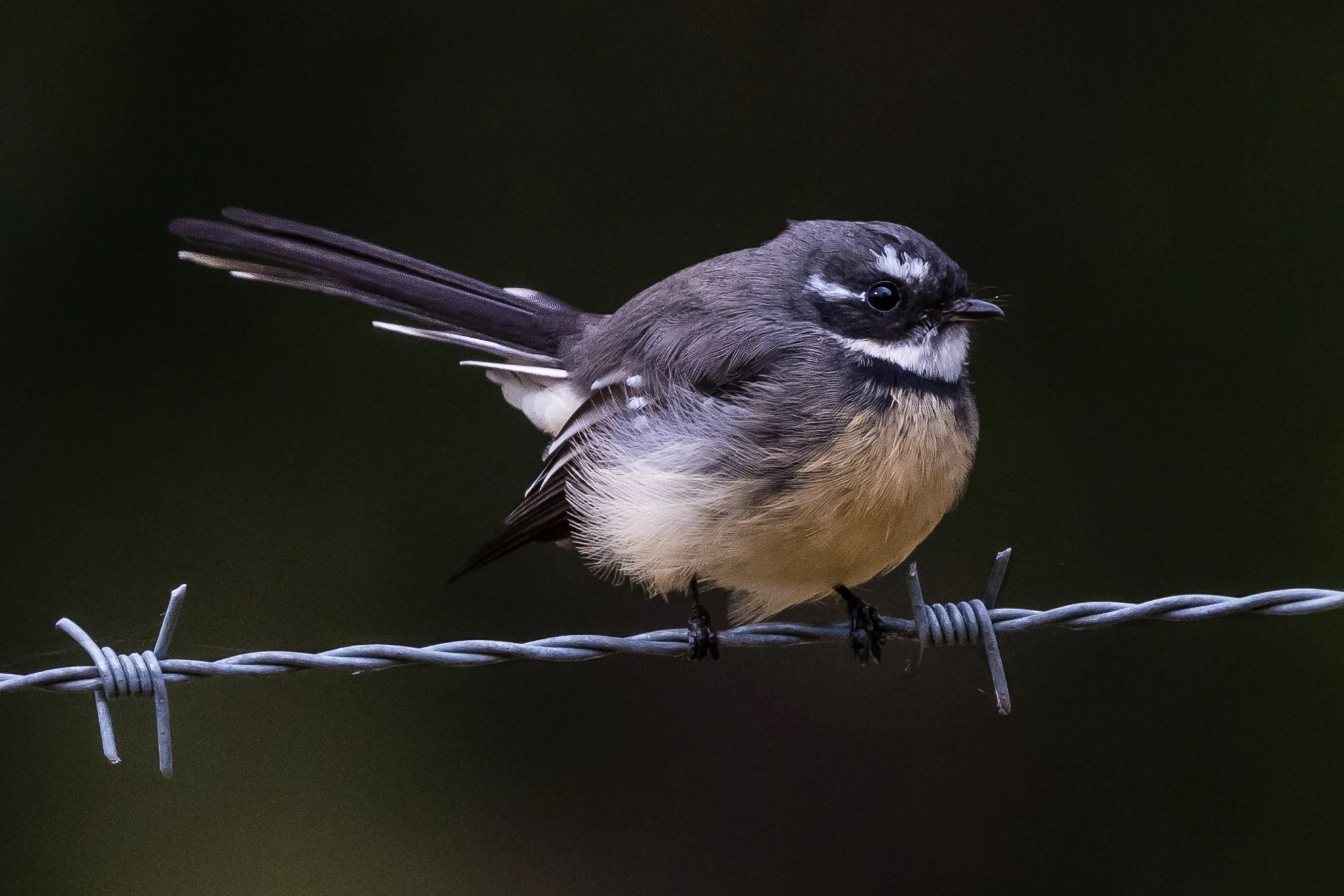 The Grey Fantail is a curious bird, often approaching closely in its fluttering flight as it looks for insects amongst the foliage.