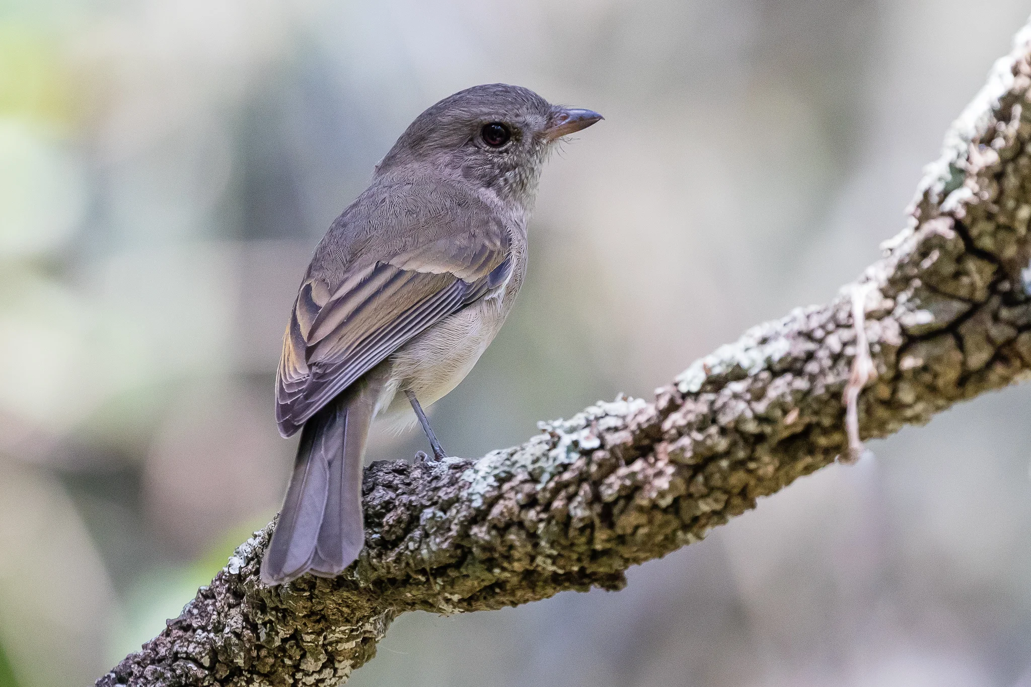 The Female Golden Whistler wears a more subtle and refined colour scheme compared to the bright yellow, white and black garb of the male. This bird was photographed at Narrawallee Inlet.
