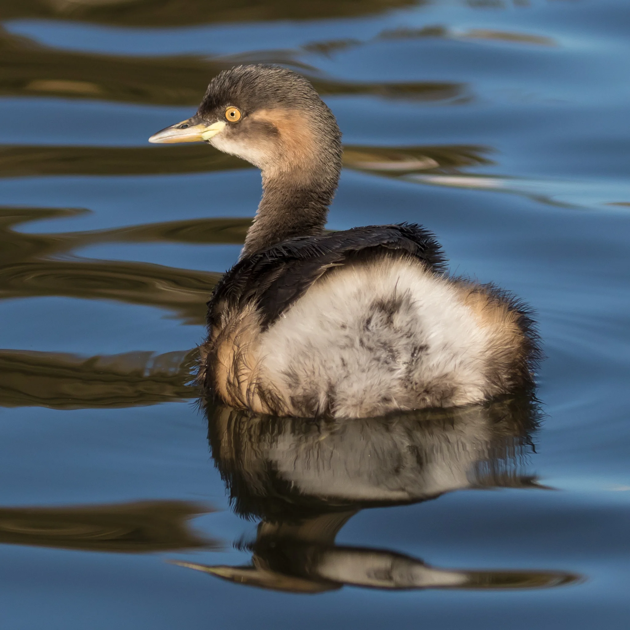 Australasian Grebe