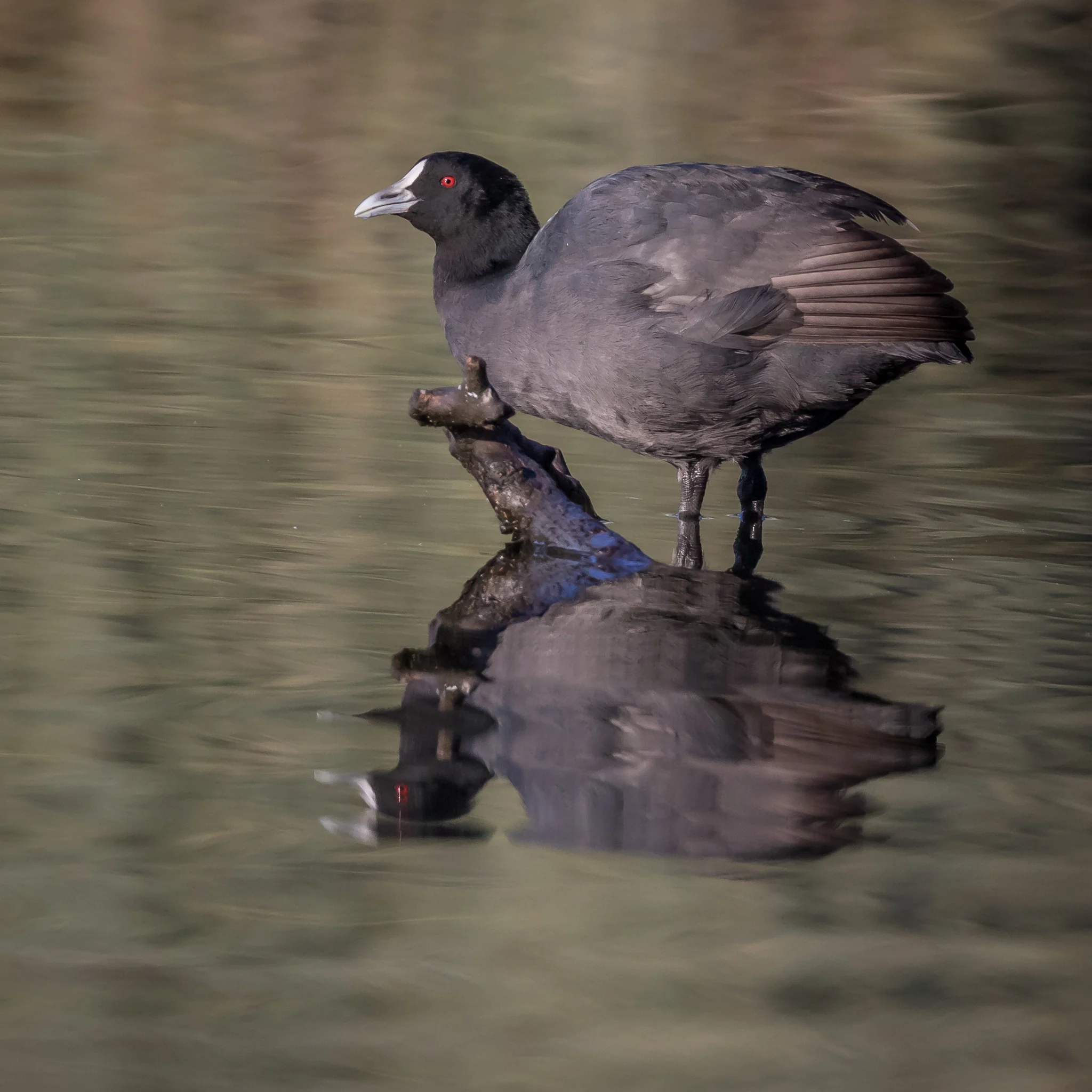 Eurasian Coot