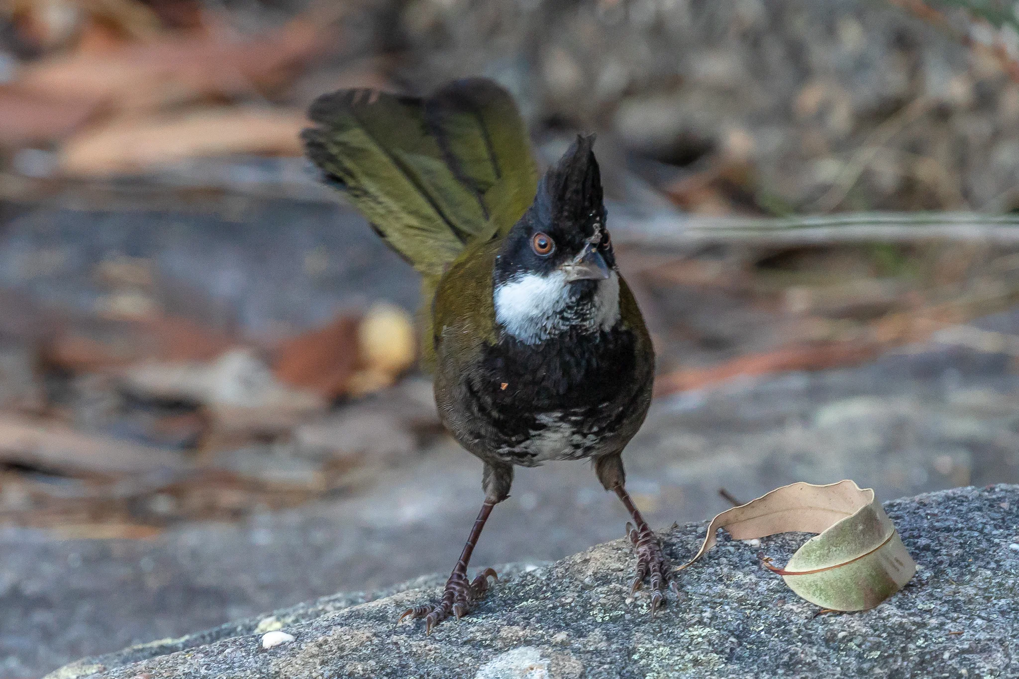 Eastern Whipbird