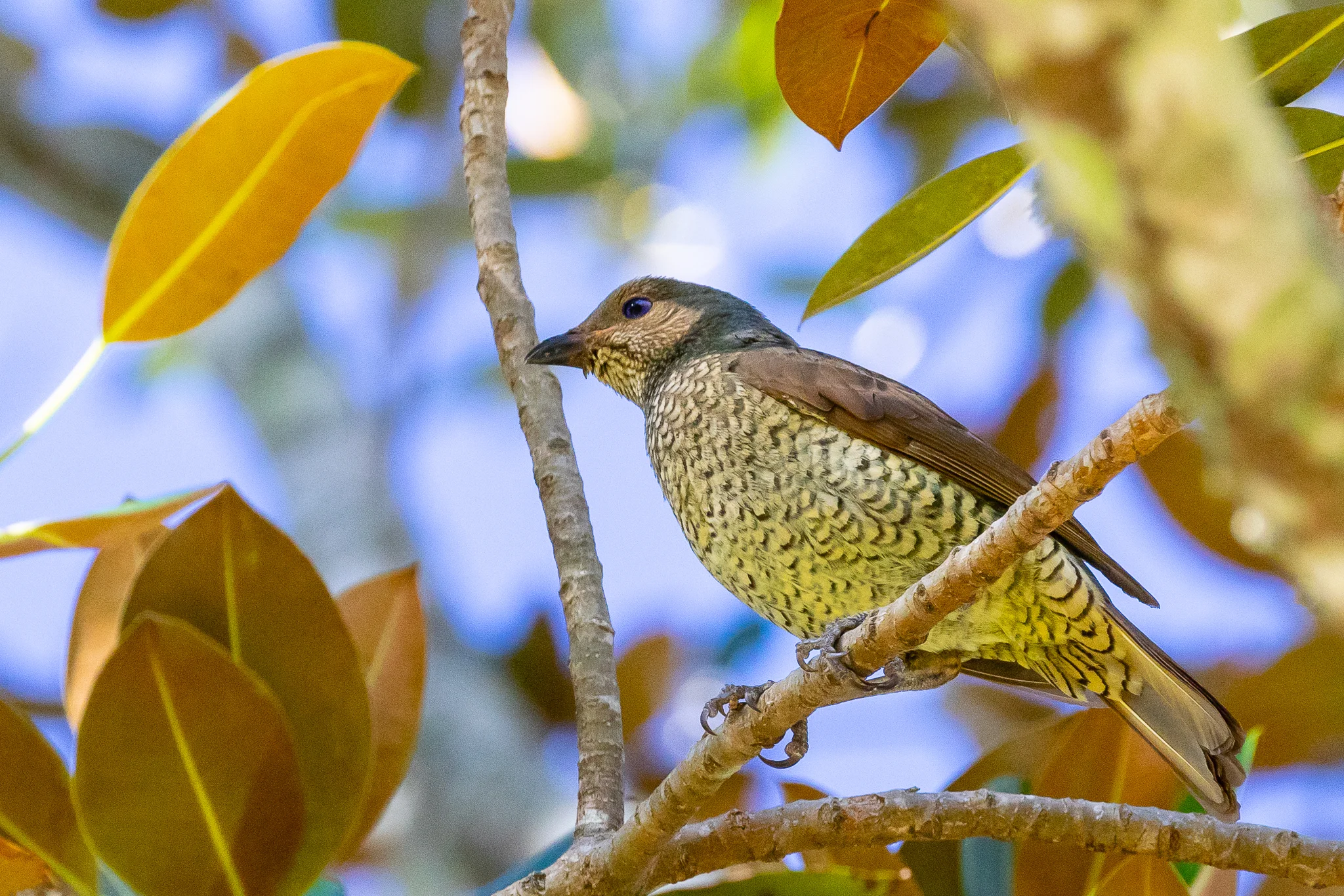 Satin Bowerbird