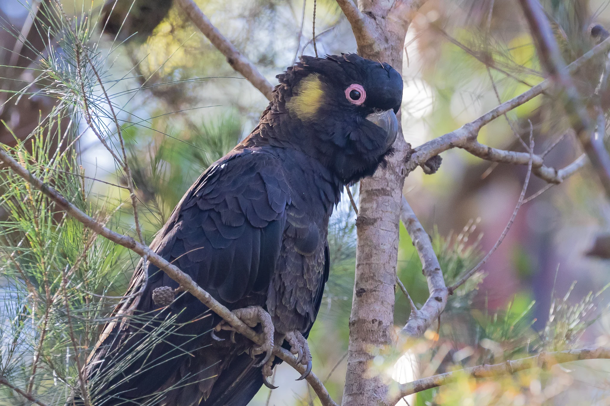 Yellow-tailed Black-Cockatoo