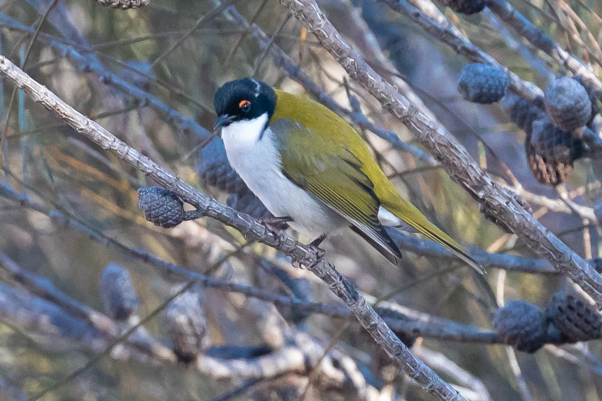 White-naped Honeyeater