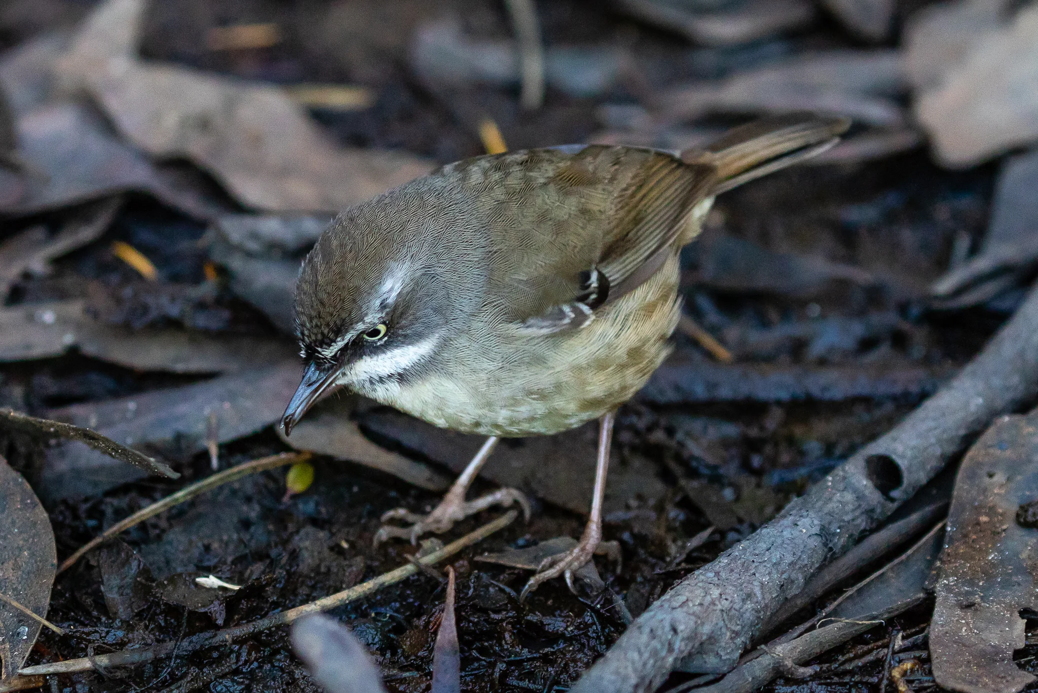 White-browed Scrubwren