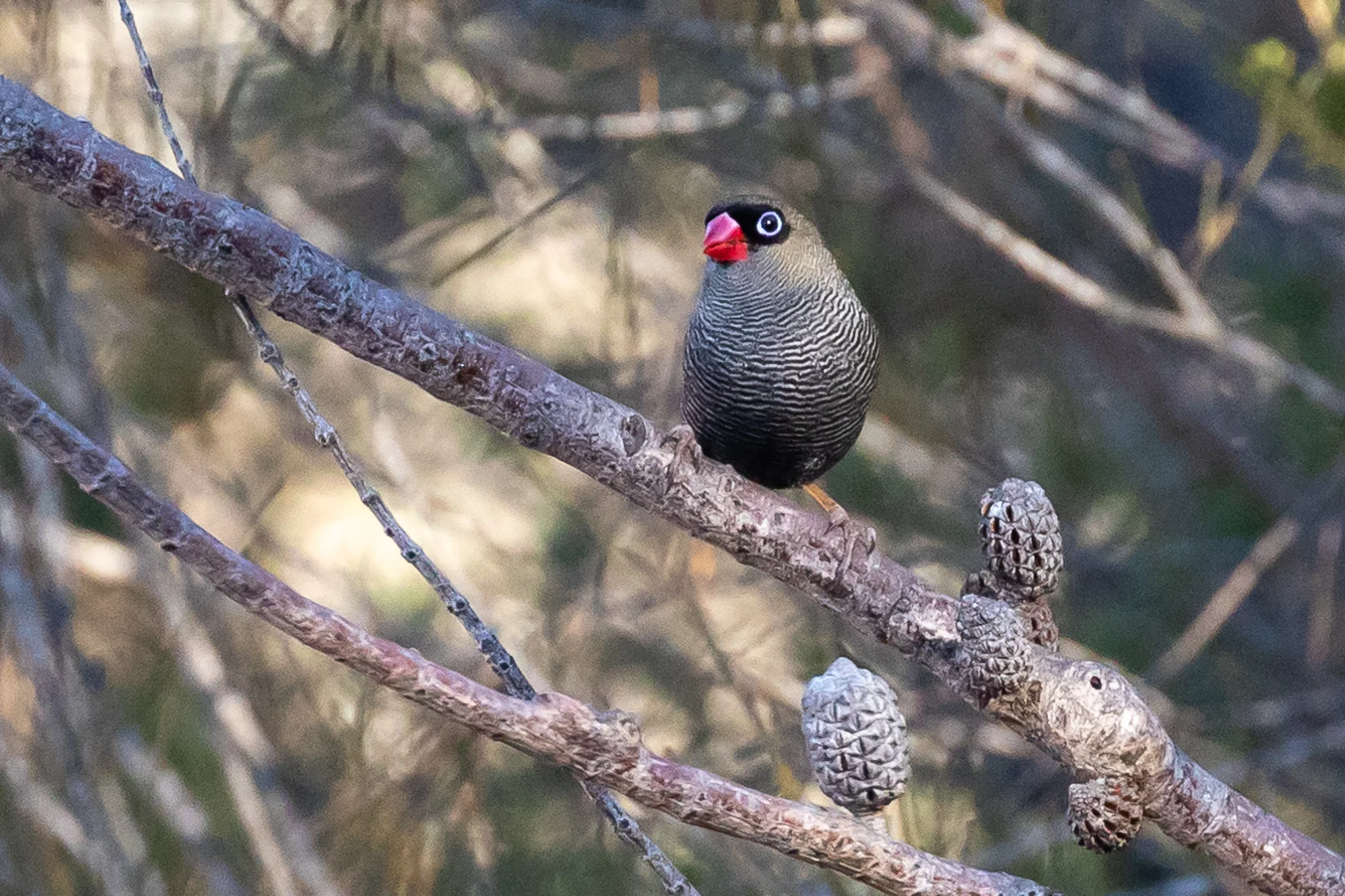 Beautiful Firetail