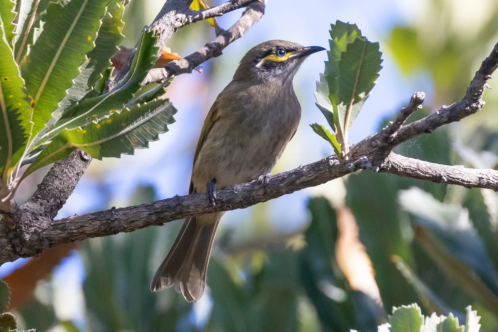 Yellow-faced Honeyeater