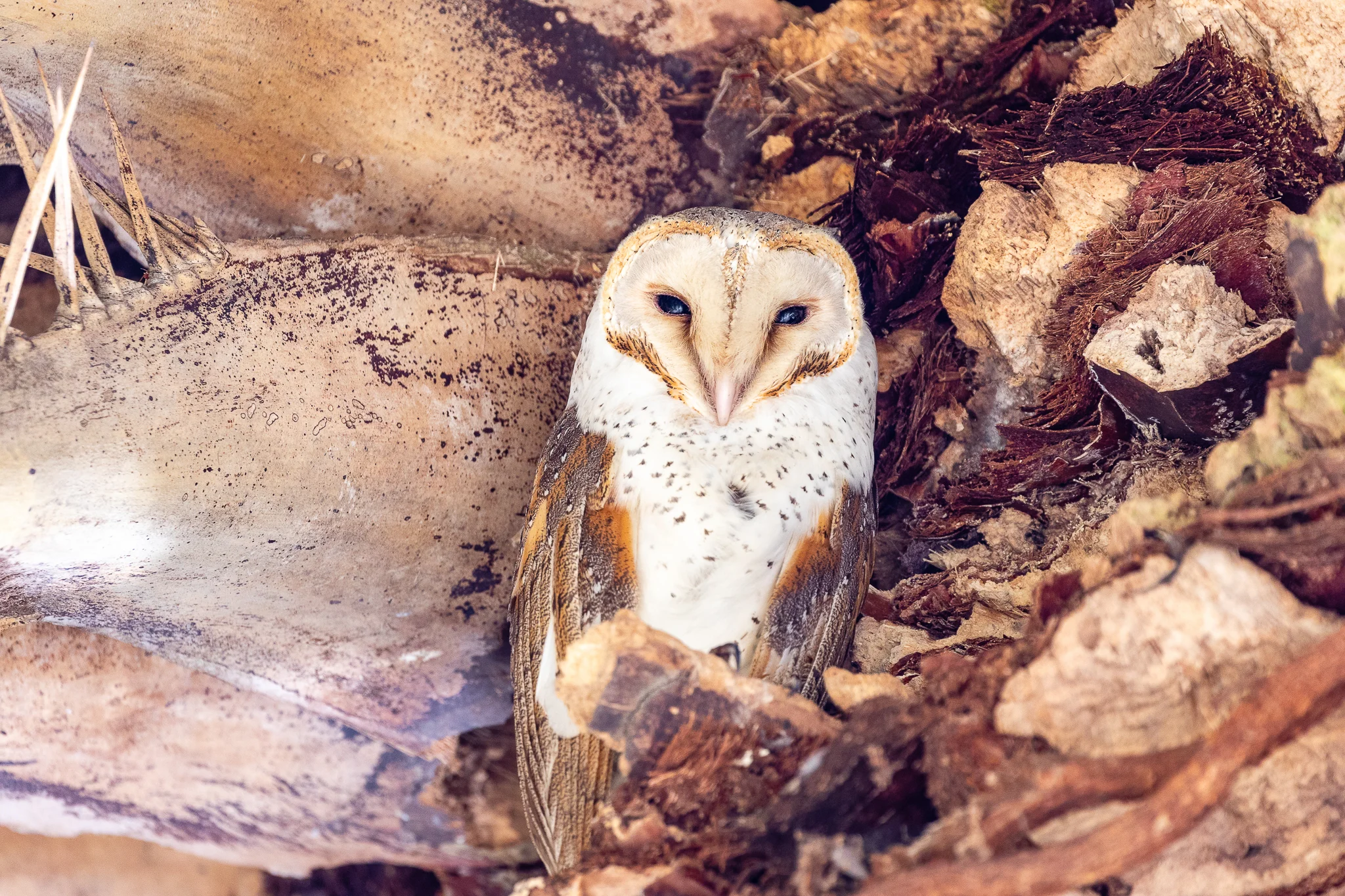 Barn Owl