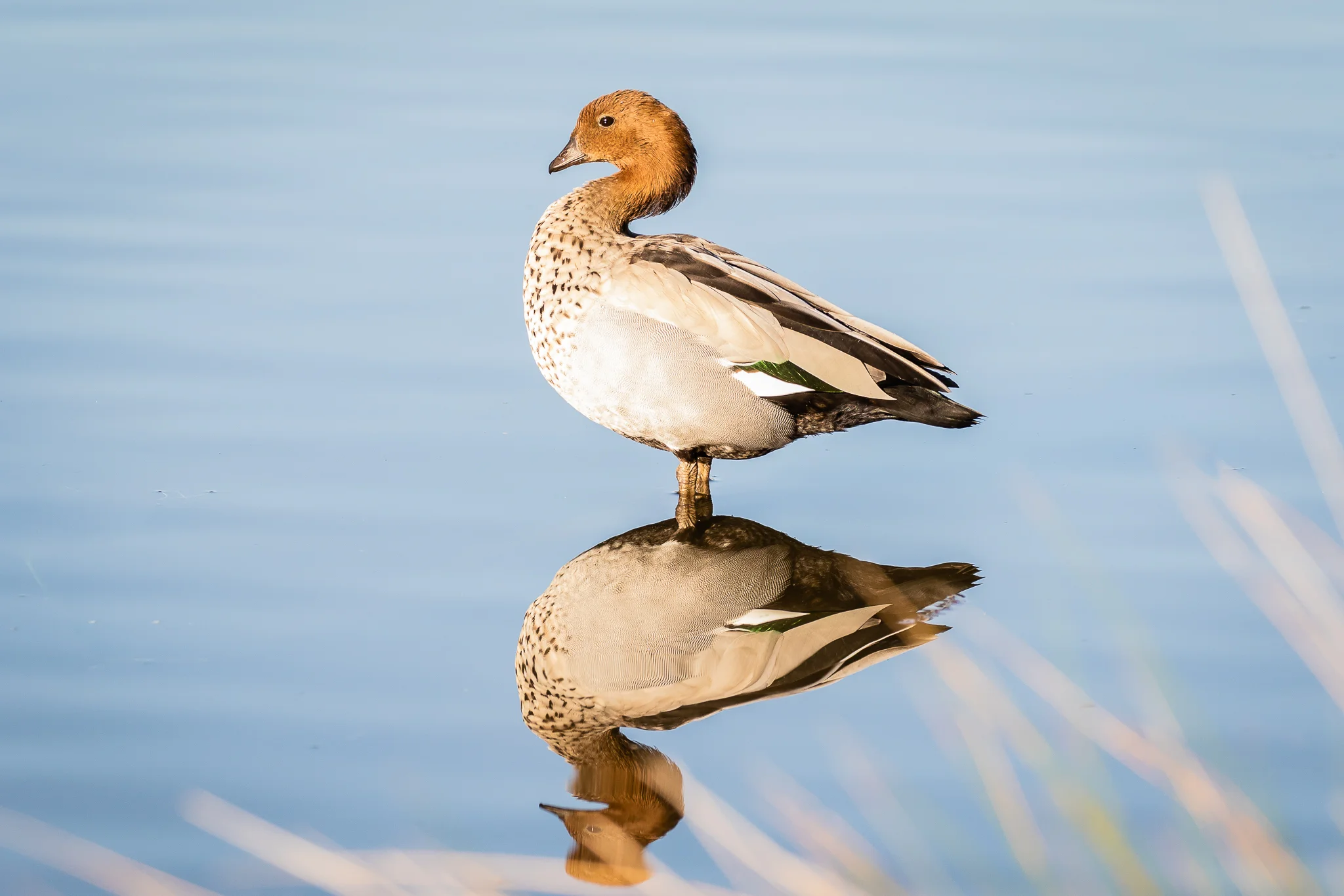 Australian Wood Duck