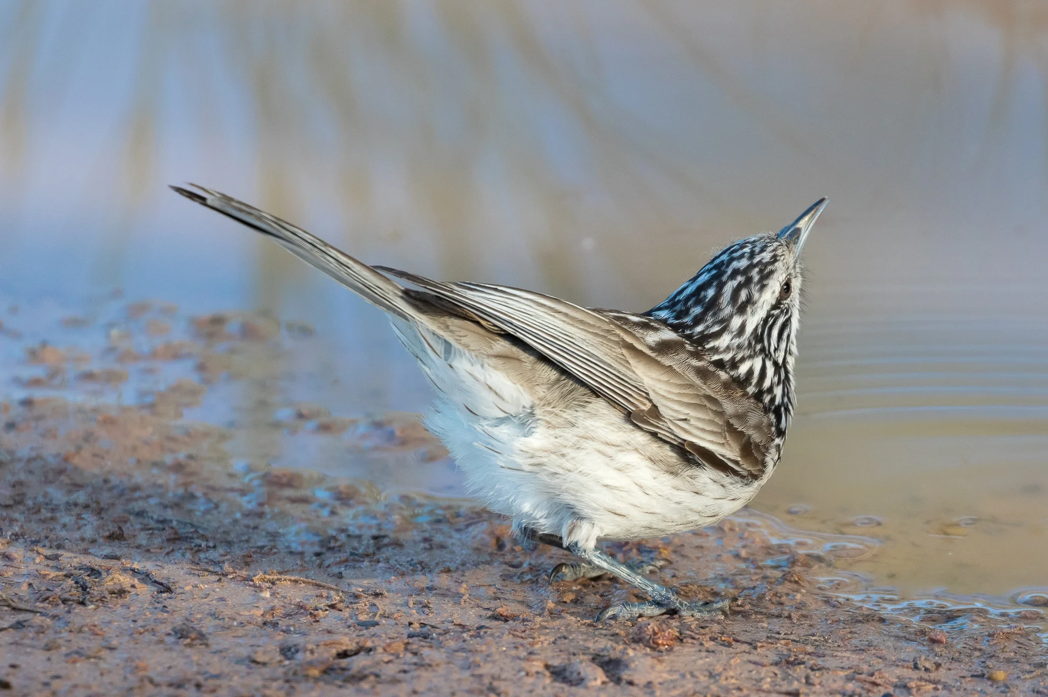 The Striped Honeyeater (25 cm) is a citizen of Australia's eastern inland arid forests and woodlands. Feeds on insects, seeds and fruit as well as nectar.