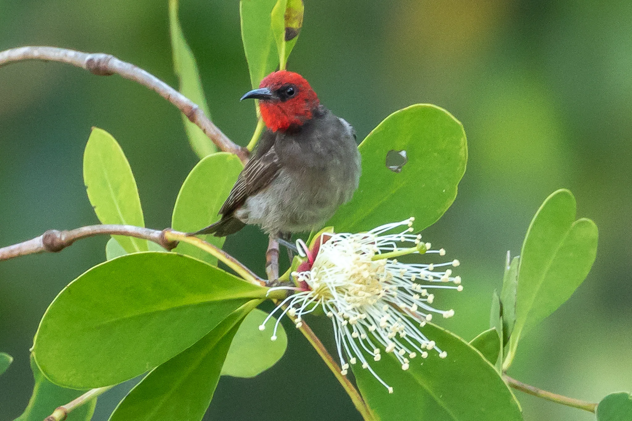 The Red-headed Honeyeater is found in northern Australia, Indonesia and Papua-New Guinea. It feeds on nectar and insects.