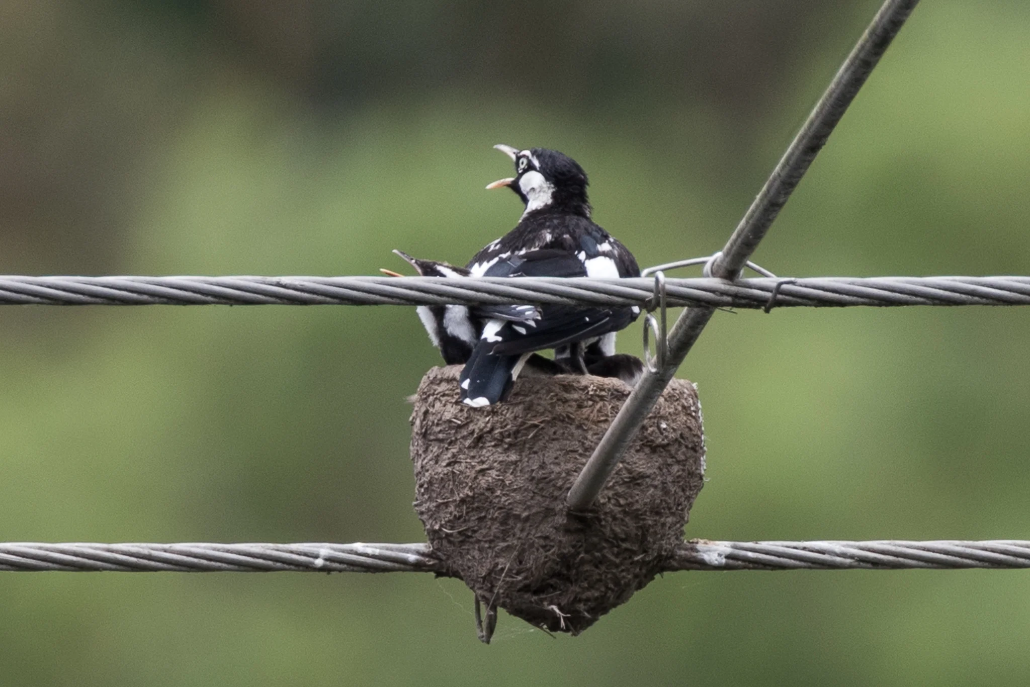 Another common bird in city and bush, these Magpie-larks successfully raise a family in this unusual nesting spot!