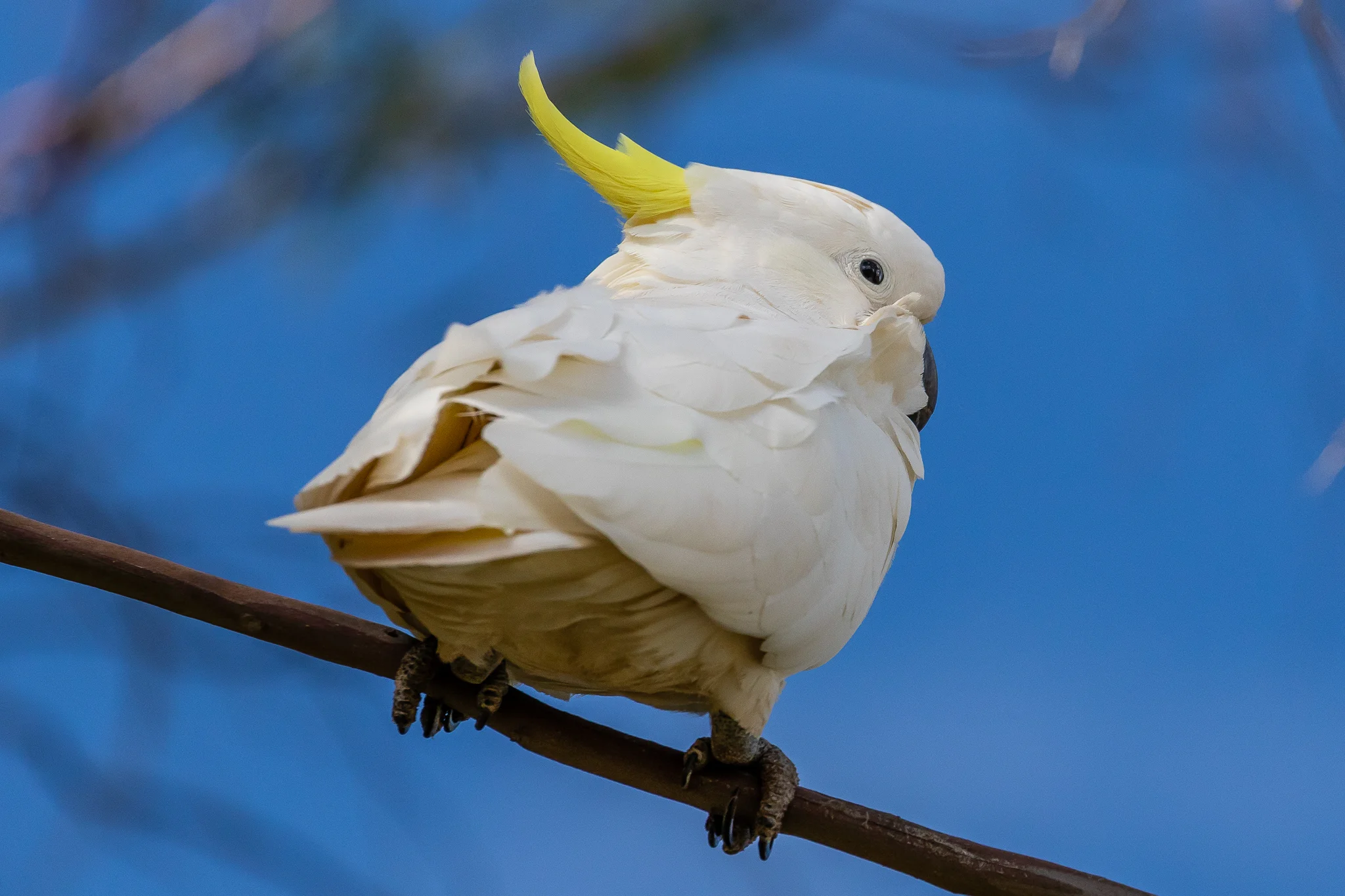 At number four the Sulphur-crested Cockatoo is a large noisy parrot with a strong beak suitable for its diet of berries, seeds, nuts and roots.
