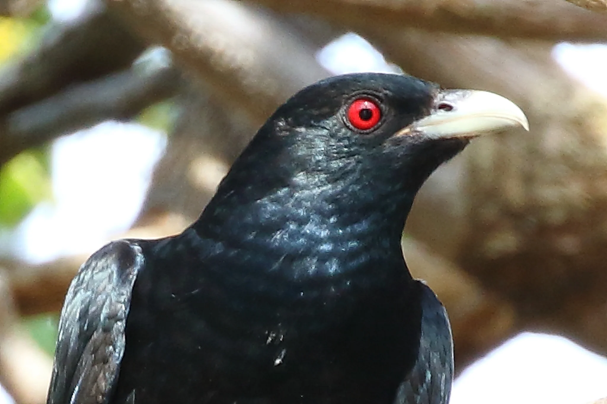 This Cuckoo, the Common Koel, heralds the arrival of spring after spending winter north of Australia.