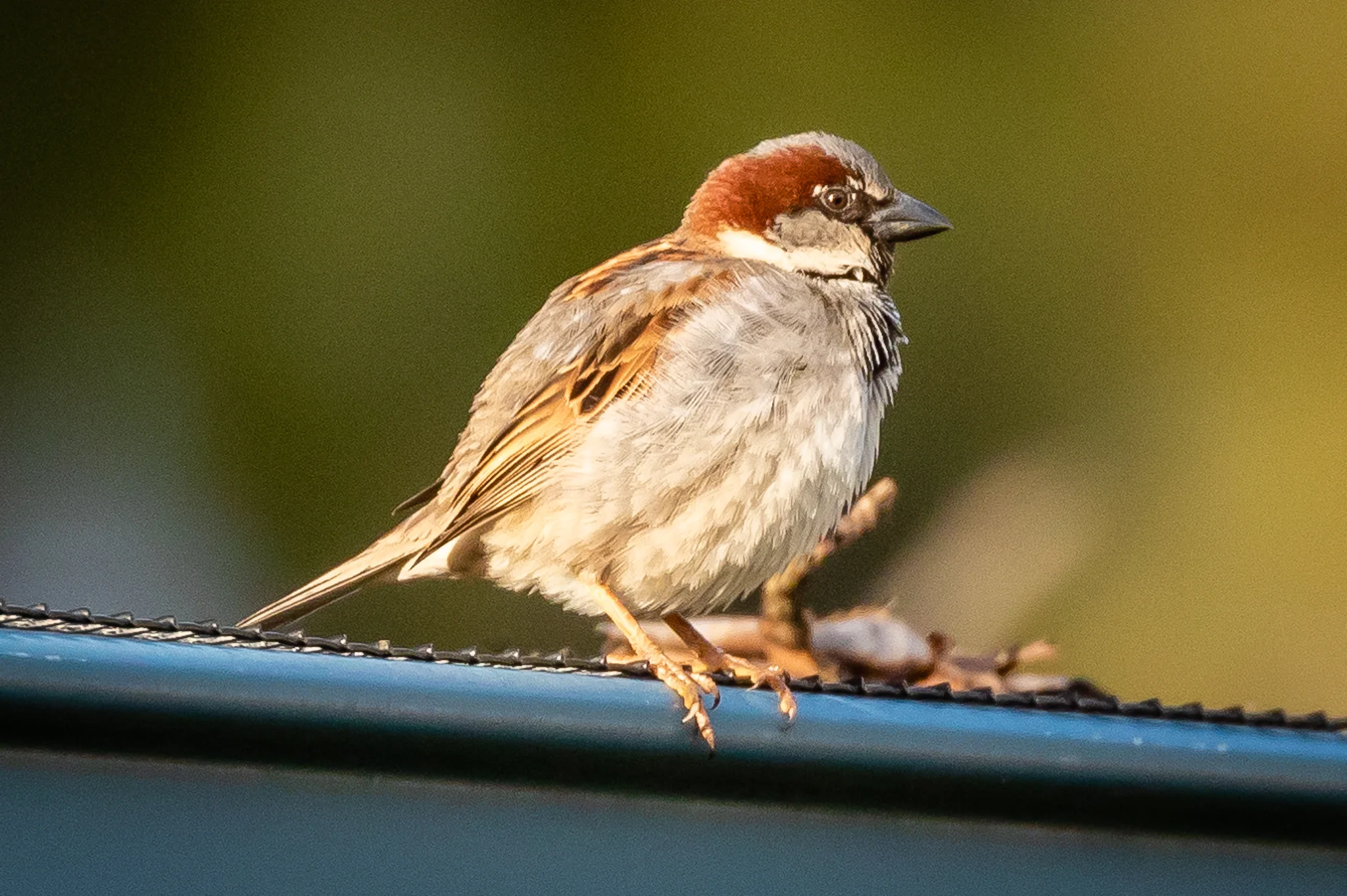 Fifth place the introduced House Sparrow numbers are decreasing in many cities but are still common in Tasmania, along with Blackbirds and Starlings.