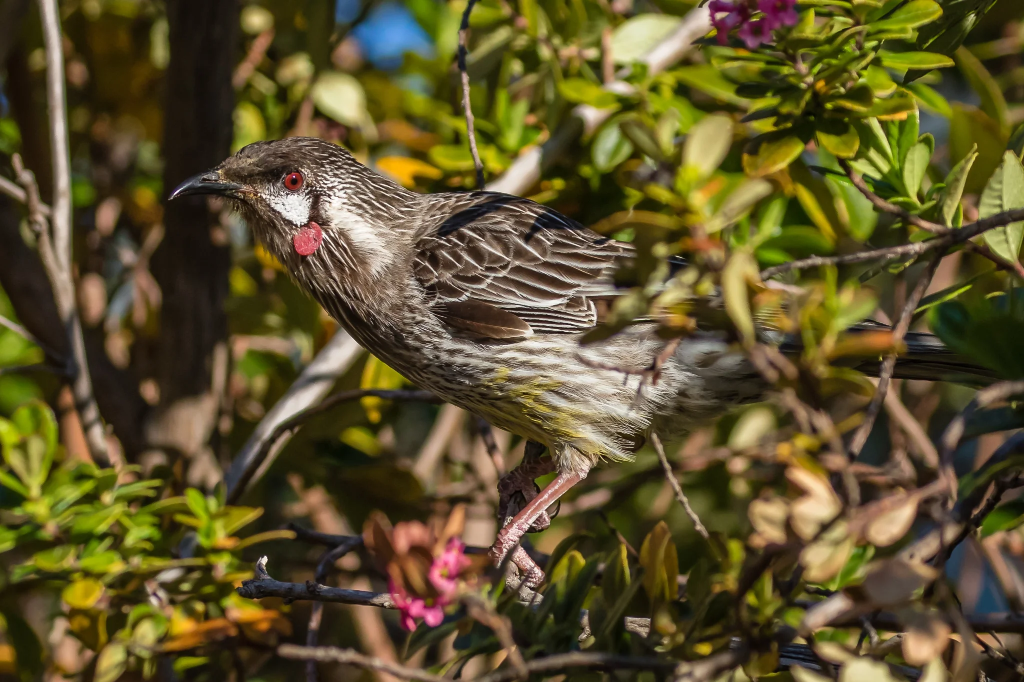 At ten comes the Red Wattlebird, a large honeyeater well suited to take nectar from the large flowered grevilleas favoured in suburban gardens.