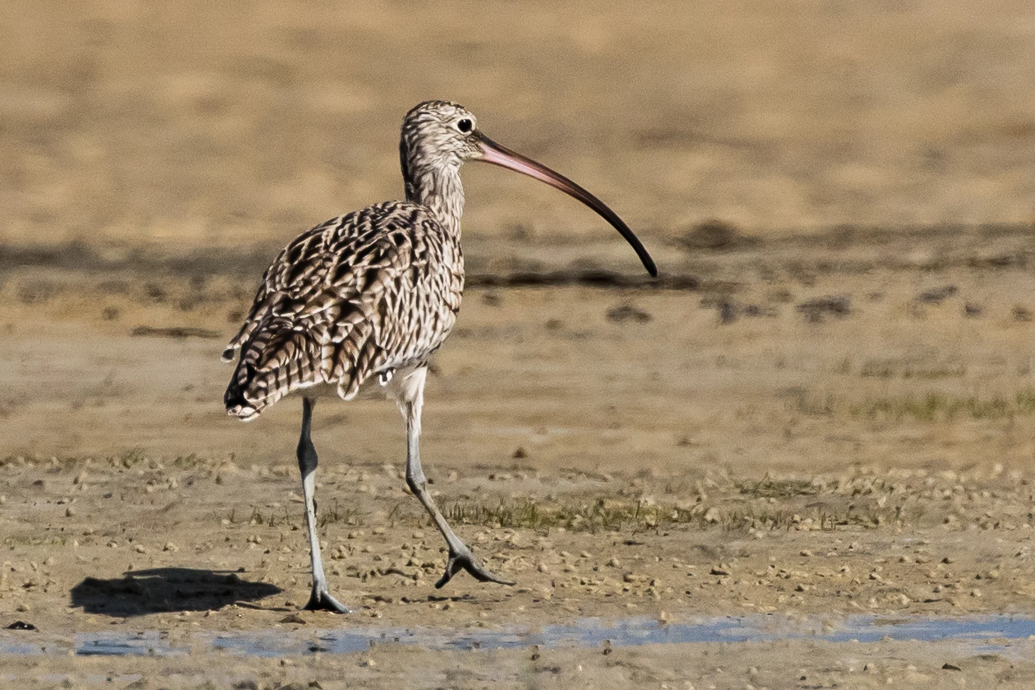 The critically endangered Eastern Curlew migrates from Russia each summer. Numbers of these birds are decreasing rapidly as Asian stop-over and refuelling mudflats are reclaimed and developed.