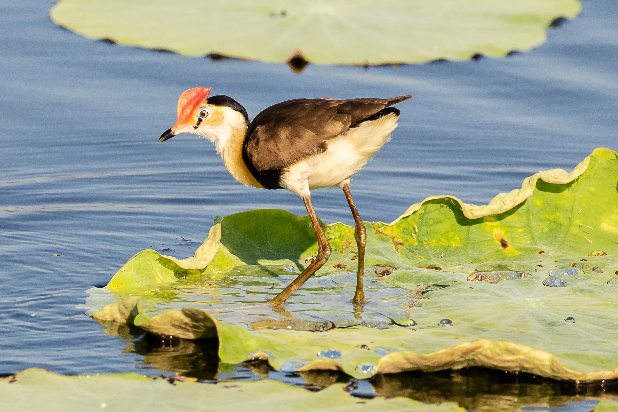 This Comb-crested Jacana trips lightly across lily-pads. They inhabit tropical swamps in northern coastal Australia and can be seen in northern NSW.