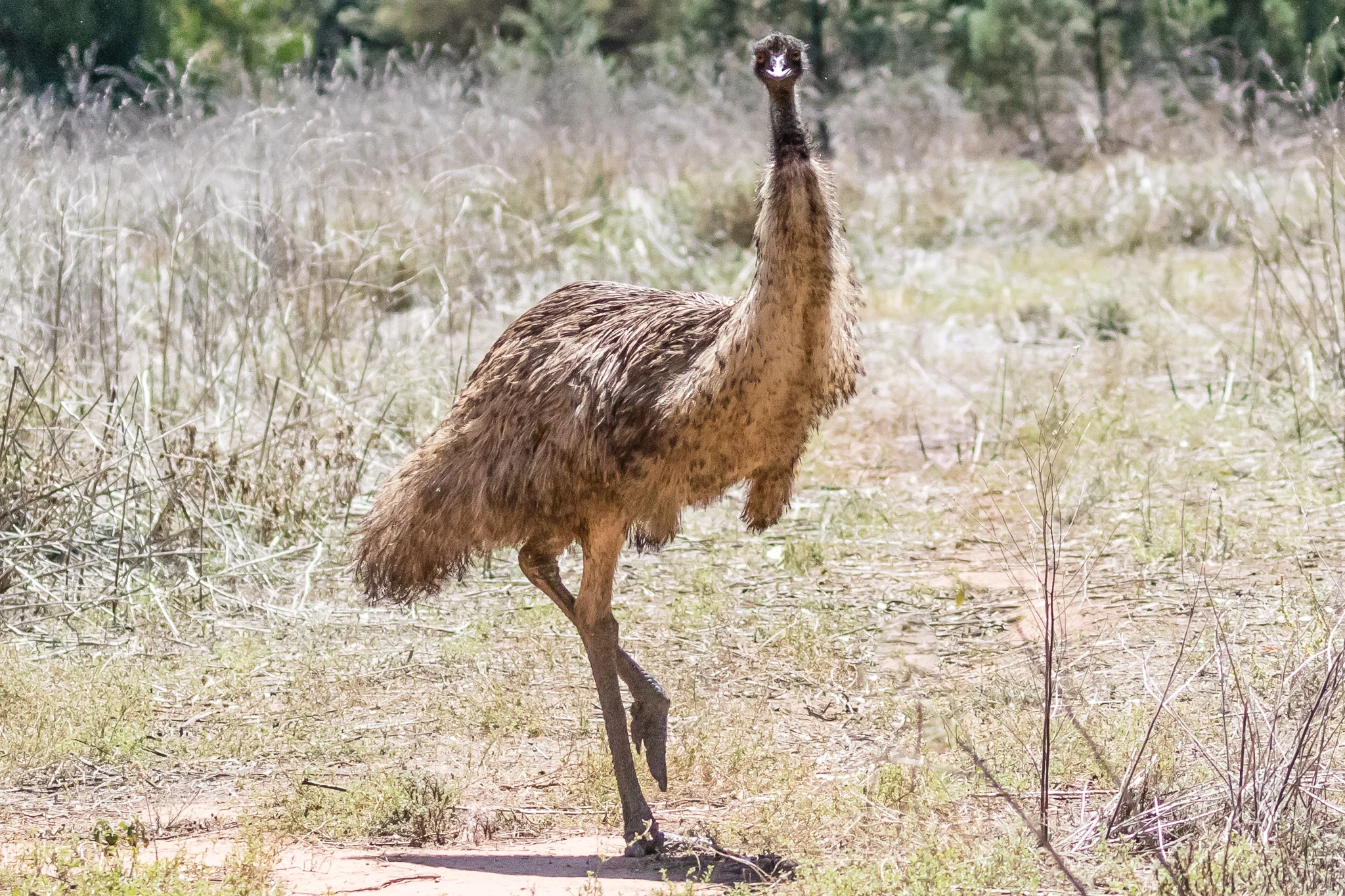 The Emu is common across Australia’s dry grasslands. At 1.5 to 1.9 metres tall it is Australia’s largest bird..