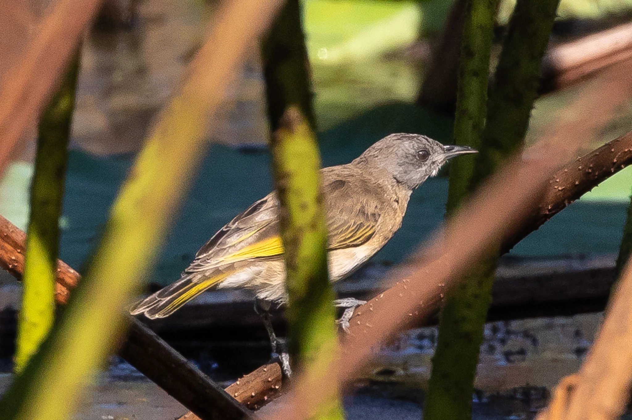 This Rufous-banded Honeyeater (13 cm) is looking for insects in a tropical marshland. A resident of northern Australia and New Guinea.