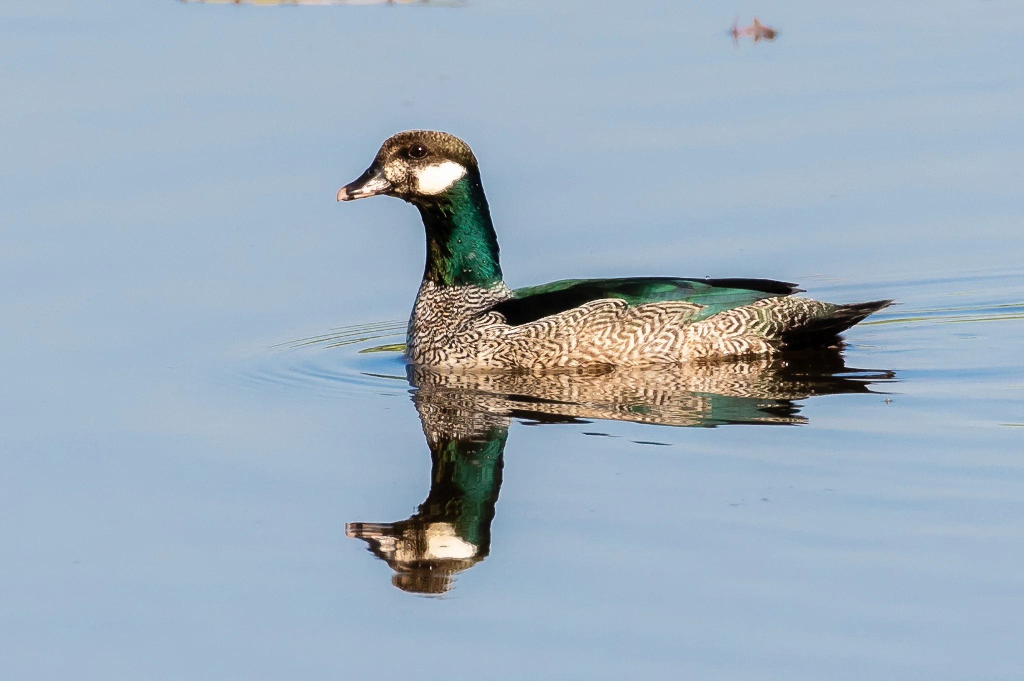 The Green Pygmy-Goose (36 cm) inhabits southern New Guinea and Northern Australia. Found in fresh water lagoons with lots of vegetation.