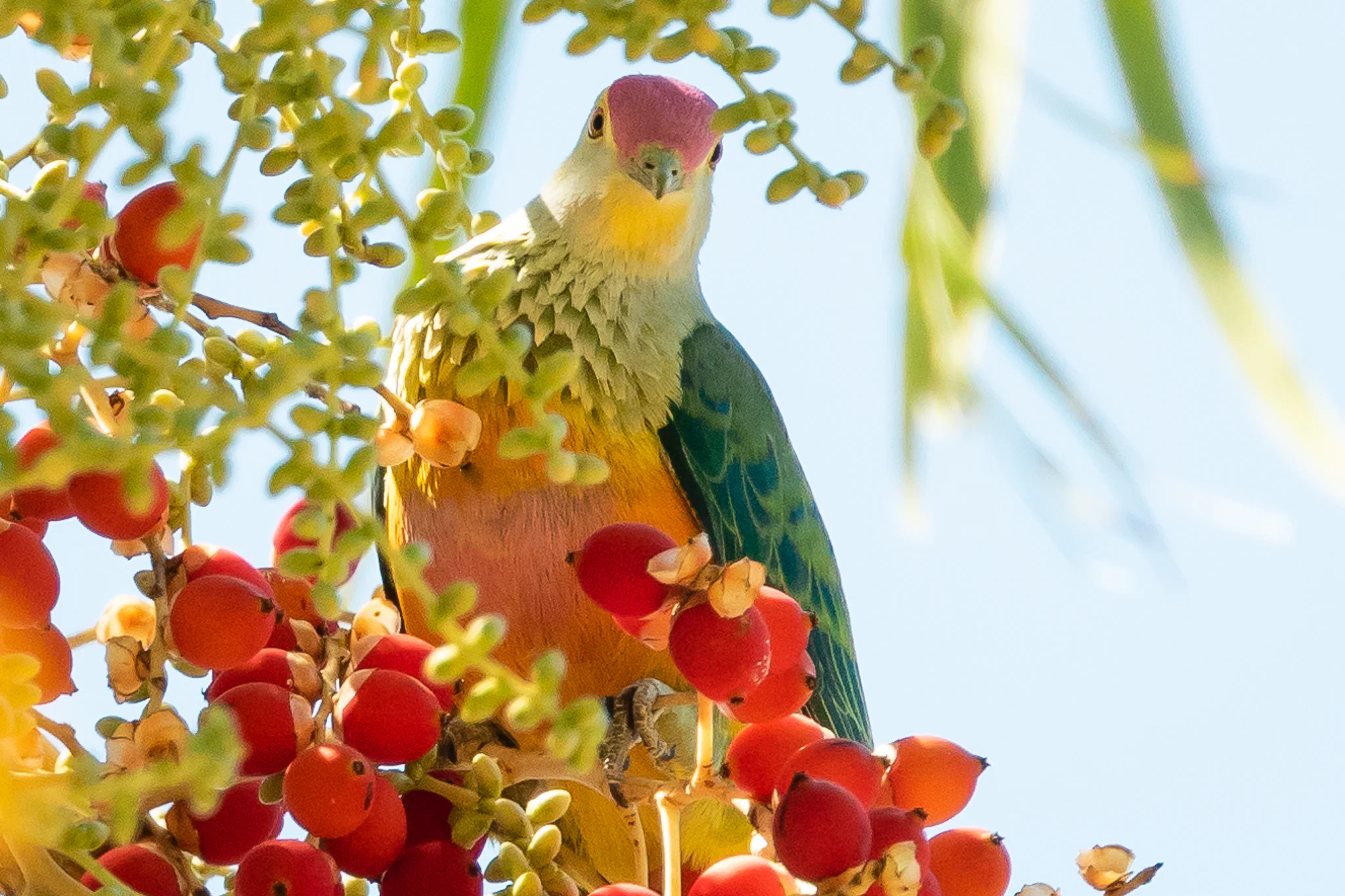 Rose-crowned Fruit-Doves inhabit the north and east of Australia, in coastal tropical and sub-tropical forest. They feed on ripe fruit, figs and Camphor Laurel.
