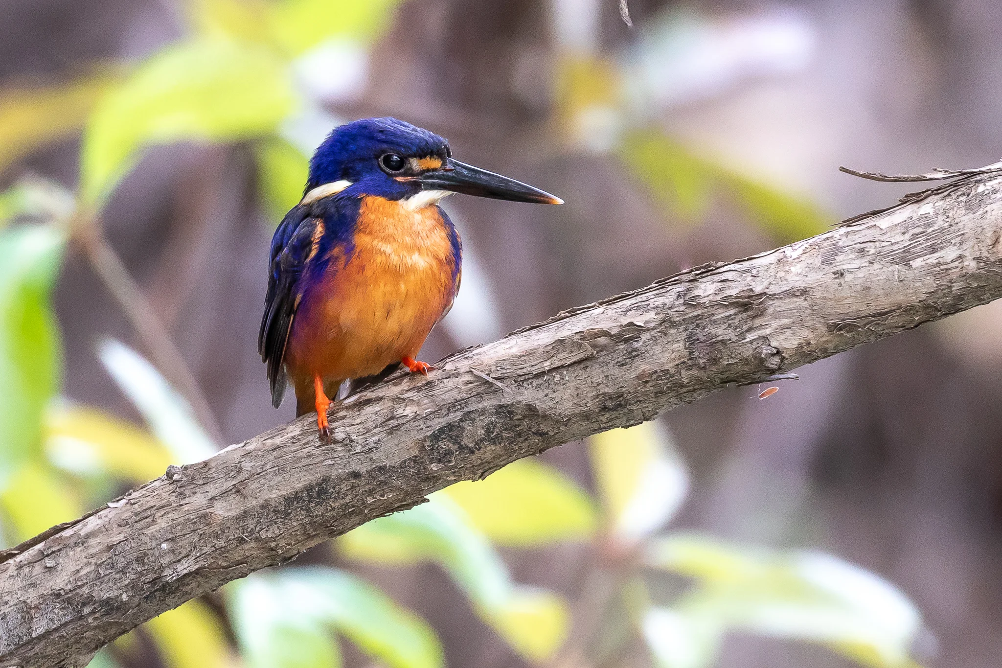 This Azure Kingfisher was perched on a waterside tree at Yellow Water, Kakadu. Sacred, Little, and Forest Kingfishers were also seen.