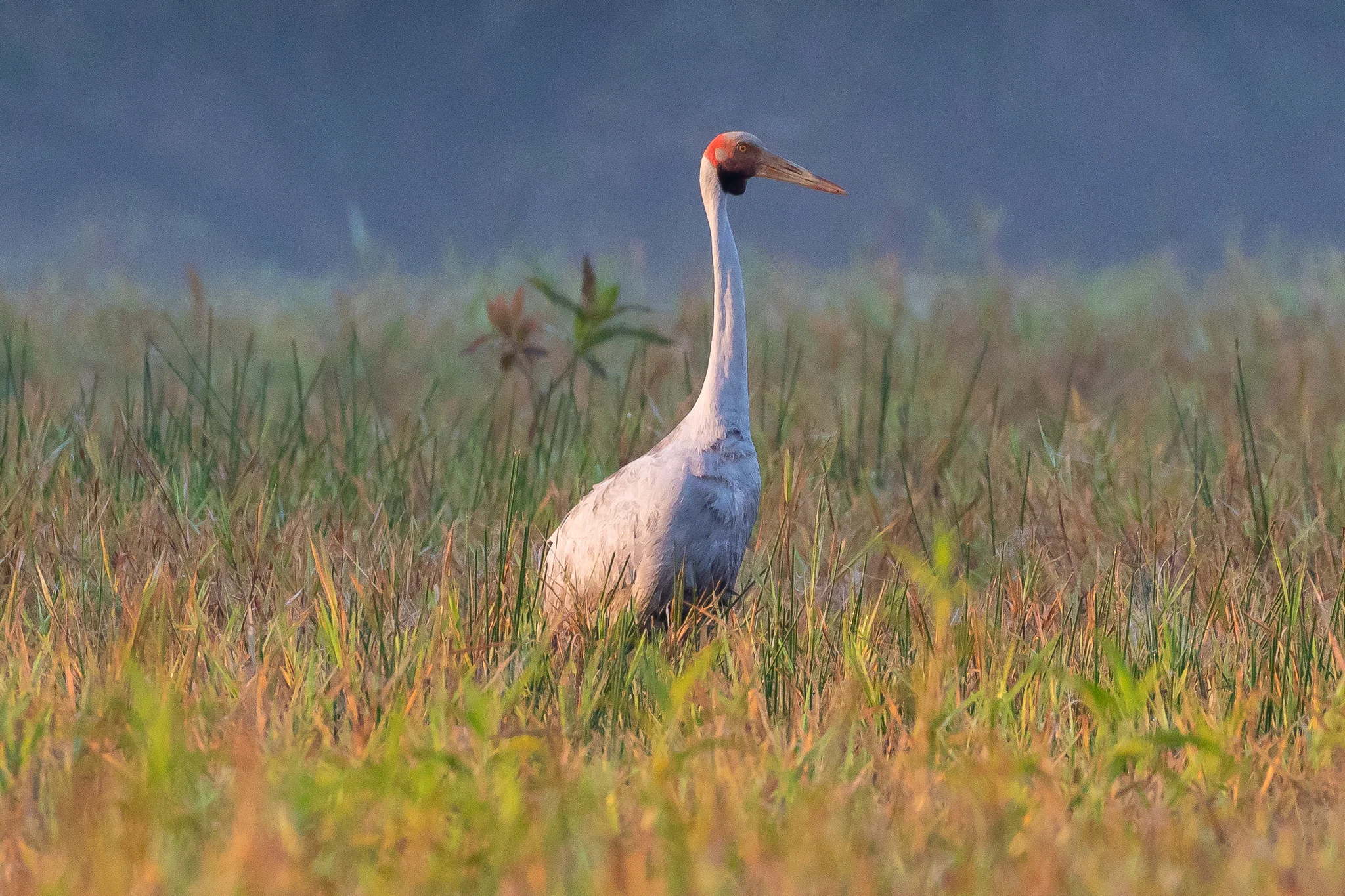 A Brolga (1.3 m) grazes in the marshes. Brolgas are found across the north of Australia but migrate as far south as Victoria in summer.
