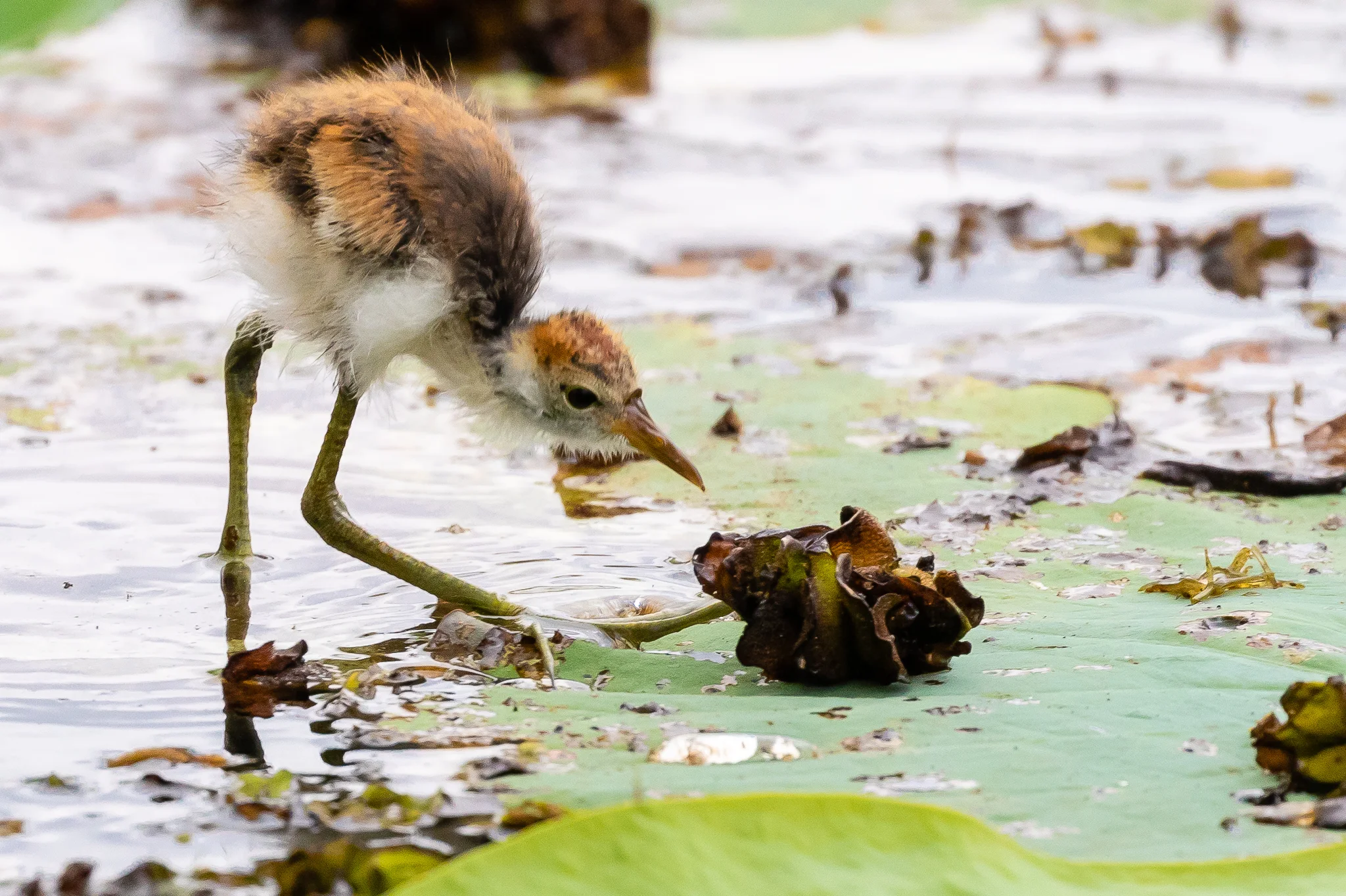 Young Comb-crested Jacanas look awkward but this one is managing very well on the lily-pads of Yellow Water Lagoon.