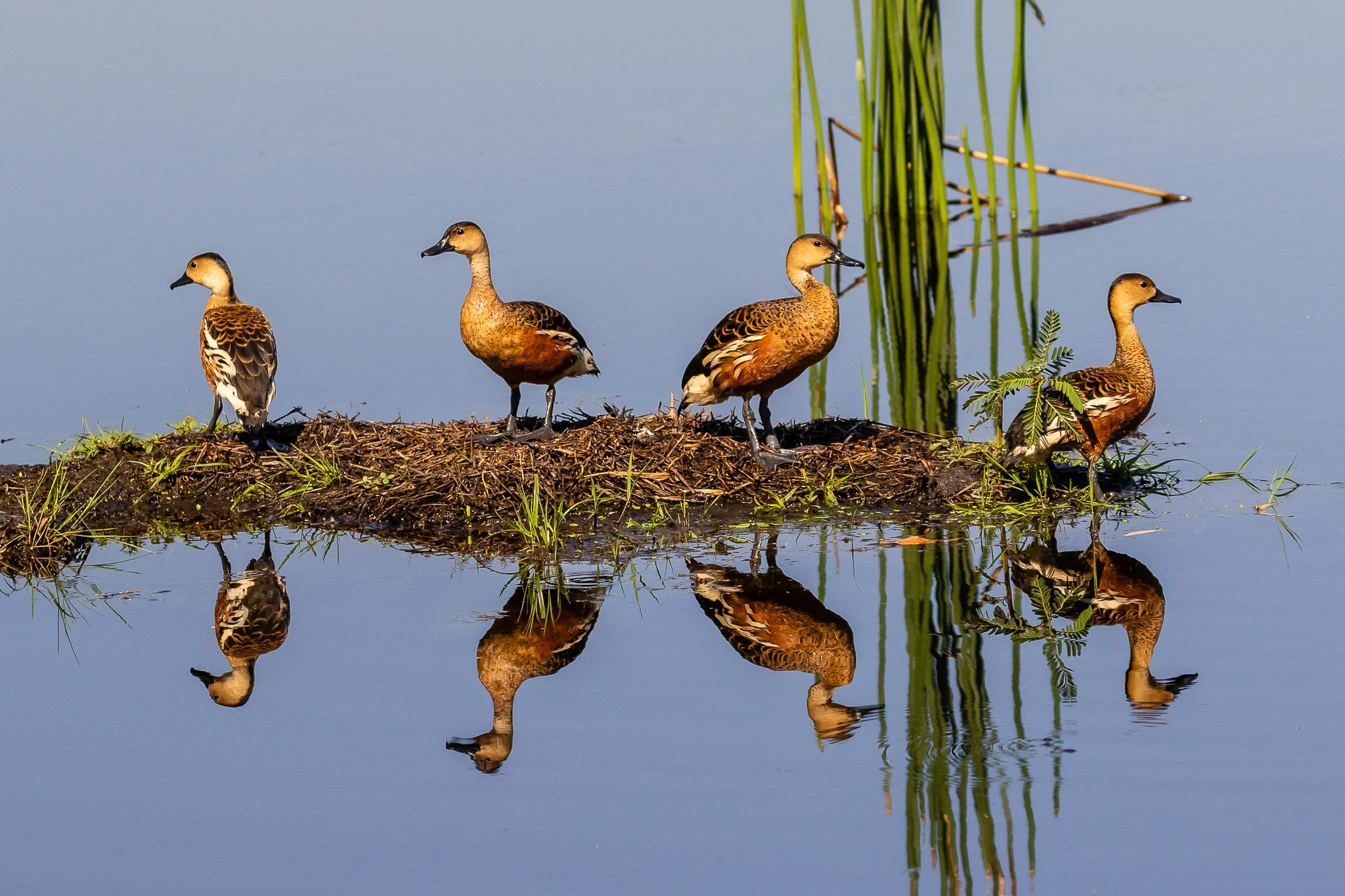 The Wandering Whistling-Duck is a bird of the waterlands, this line up was photographed at Fogg Dam