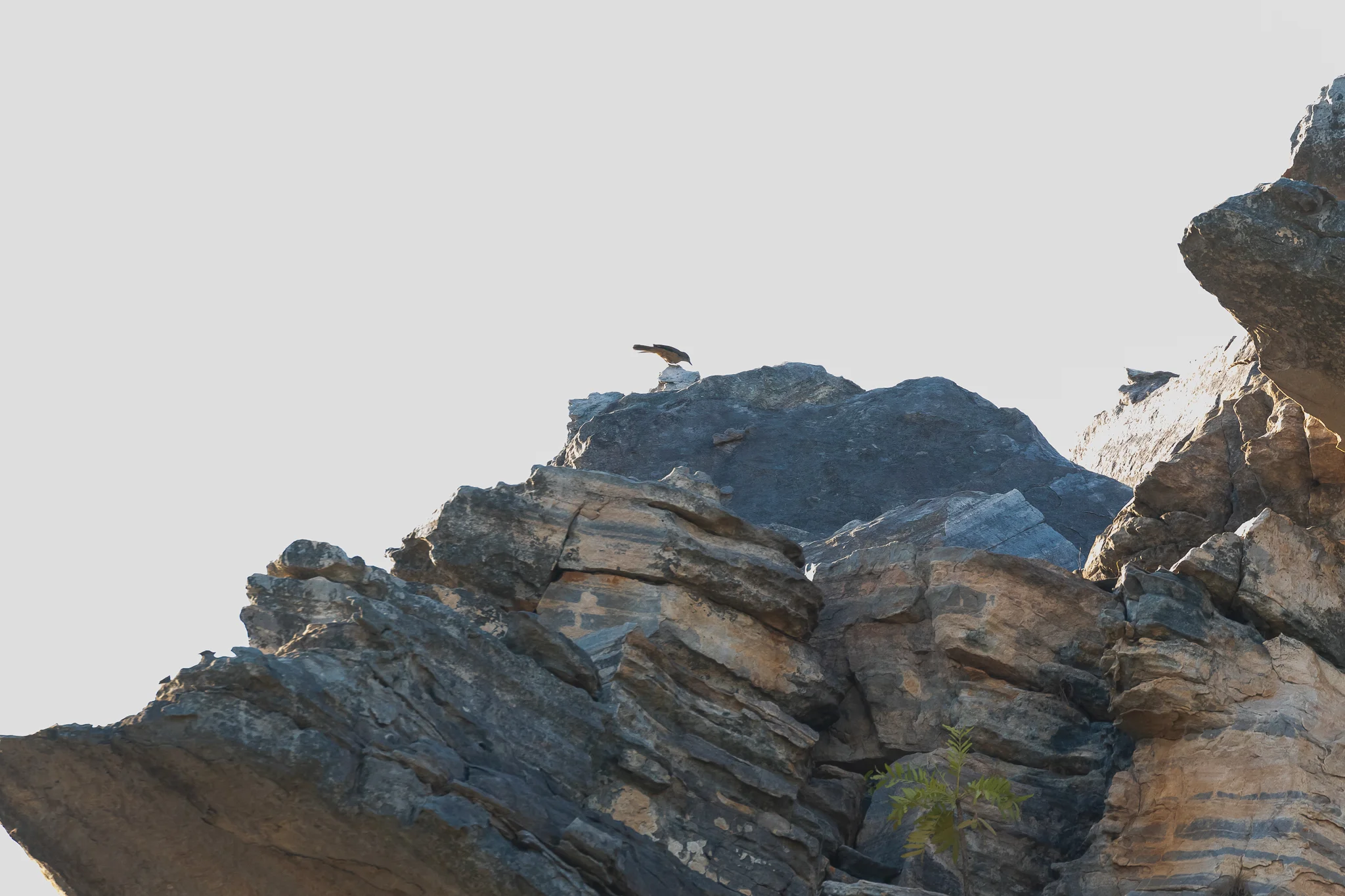 The Sandstone Shrike-thrush is seen high on Kakadu’s rocky escarpments, probing the rocks for lizards, grasshoppers and spiders.