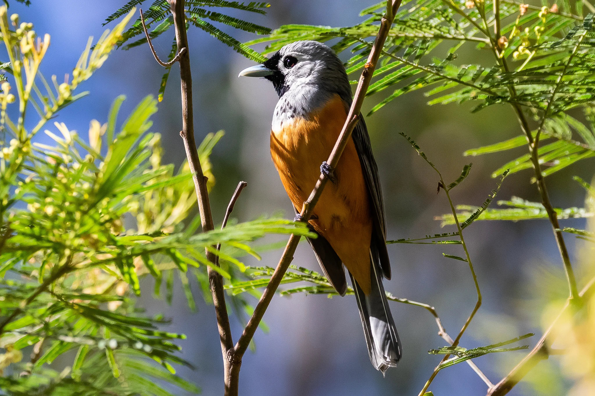 The Black-faced Monarch is found in South Coast forests and woodlands, feeding on insects it finds in the foliage or taking insects on the wing. It spends the winter in New Guinea and summers along the east coast of Australia.