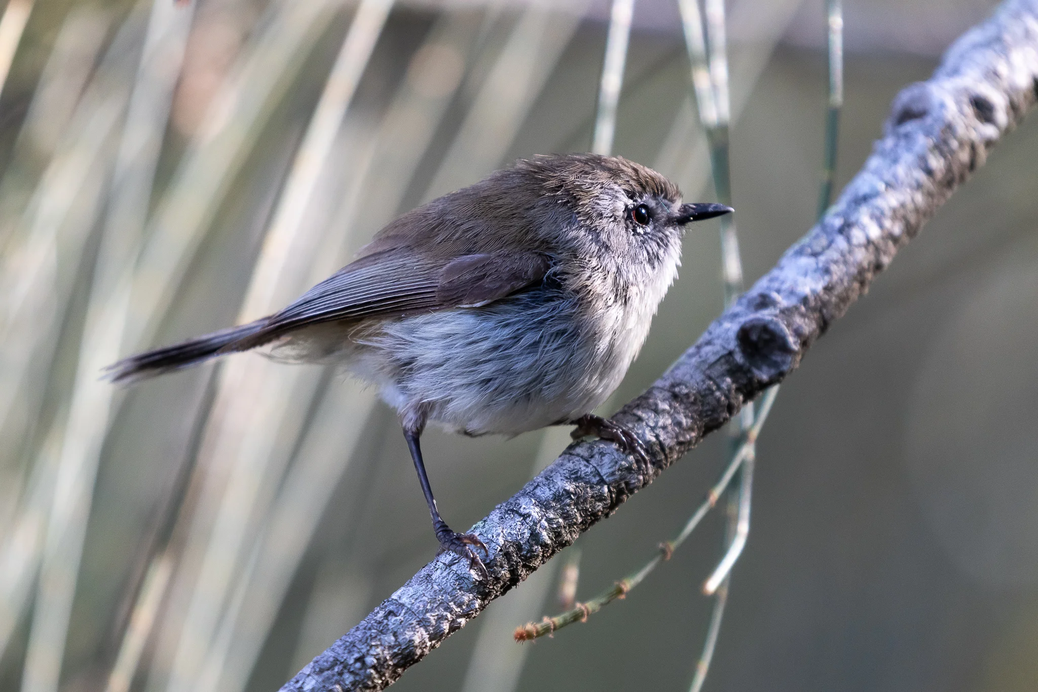 The small Brown Gerygone (11cm) is a common visitor in South Coast forests. Often seen fluttering through dense foliage eating insects on the wing.