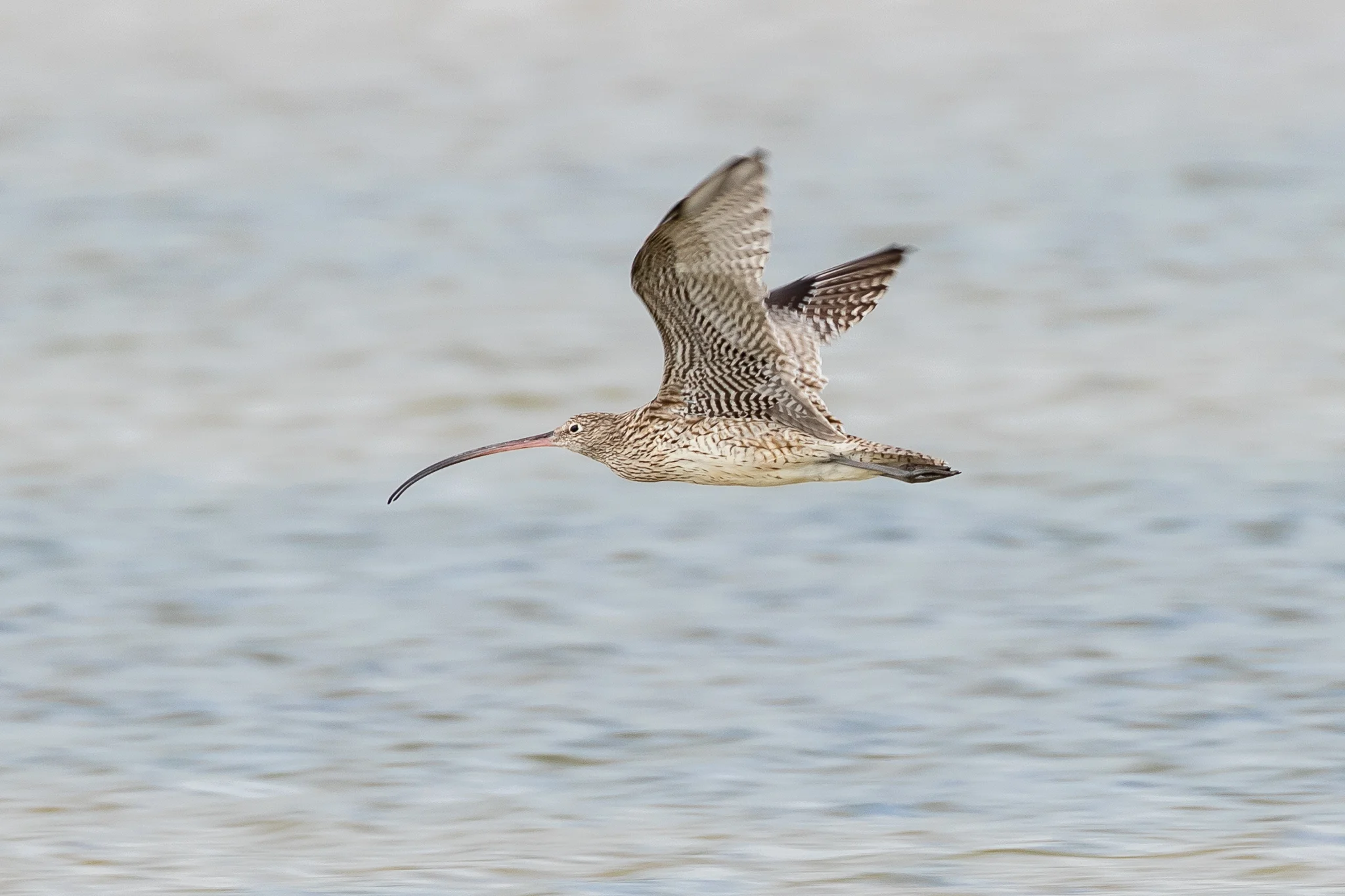 Eastern Curlew