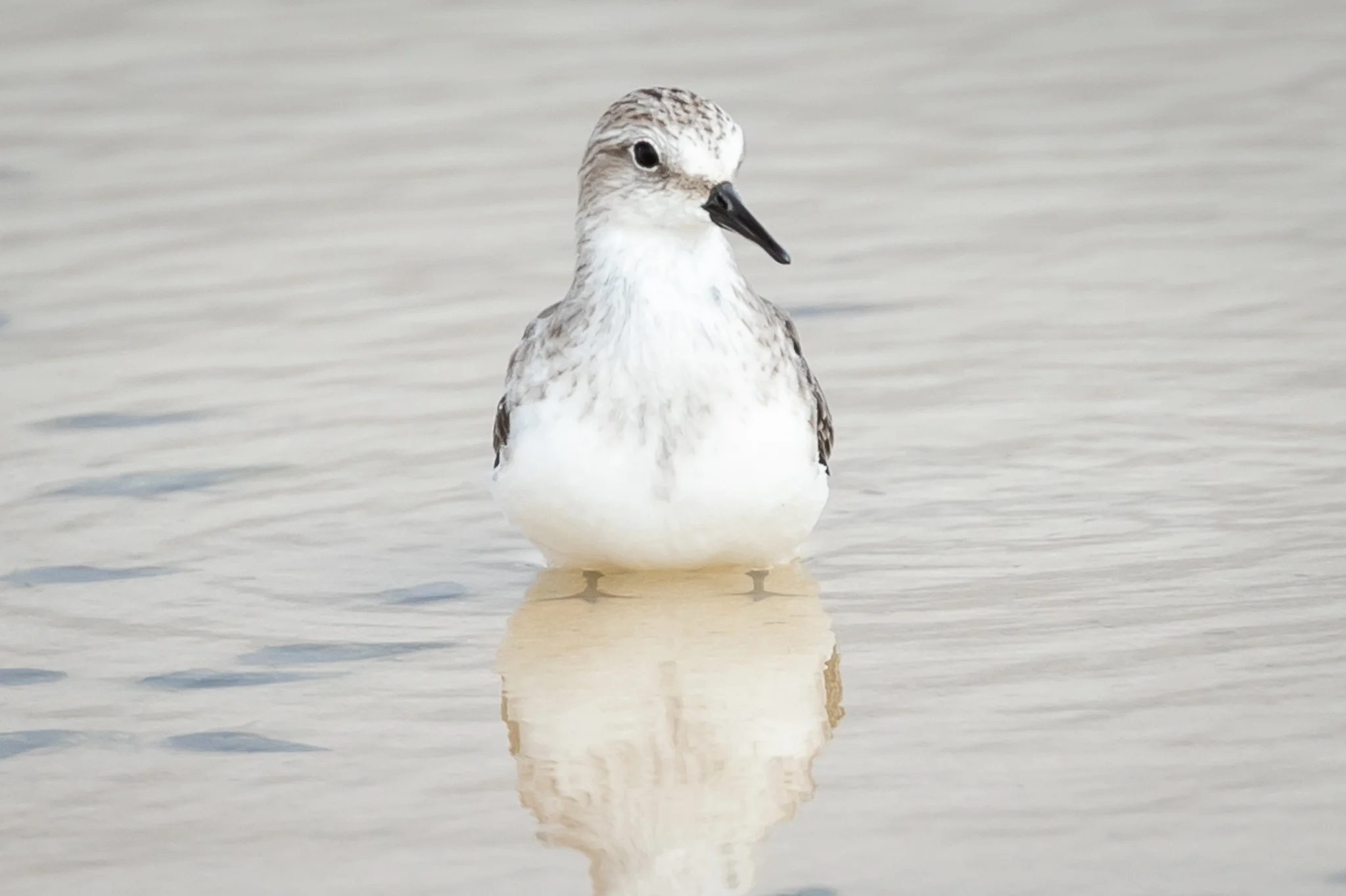 Red-necked Stint