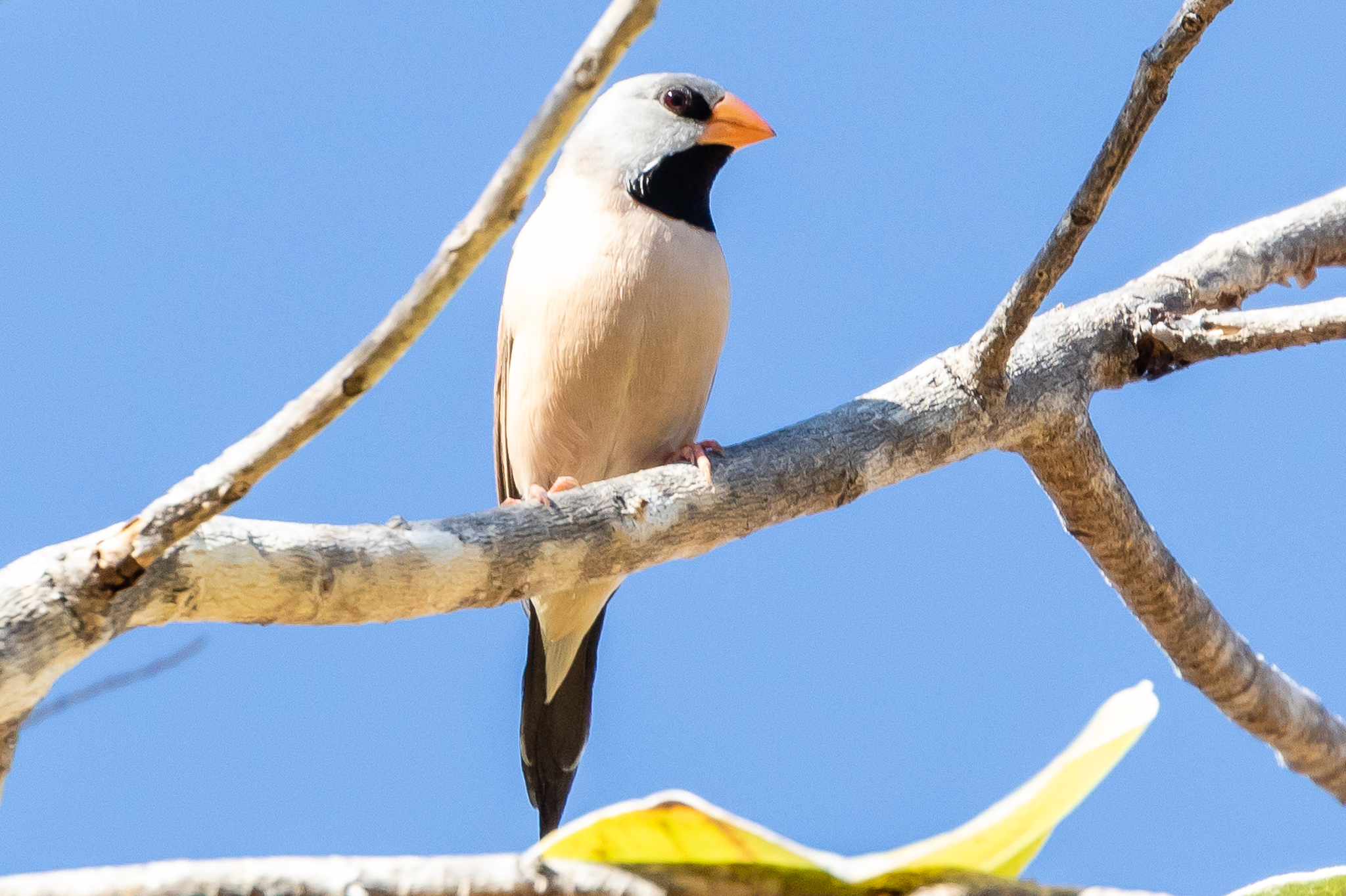 This Long-tailed Finch (16 cm) watches a waterhole before descending for a drink. Long-tailed Finches are found across the tropical northwest, feeding from the ground on grass seeds.