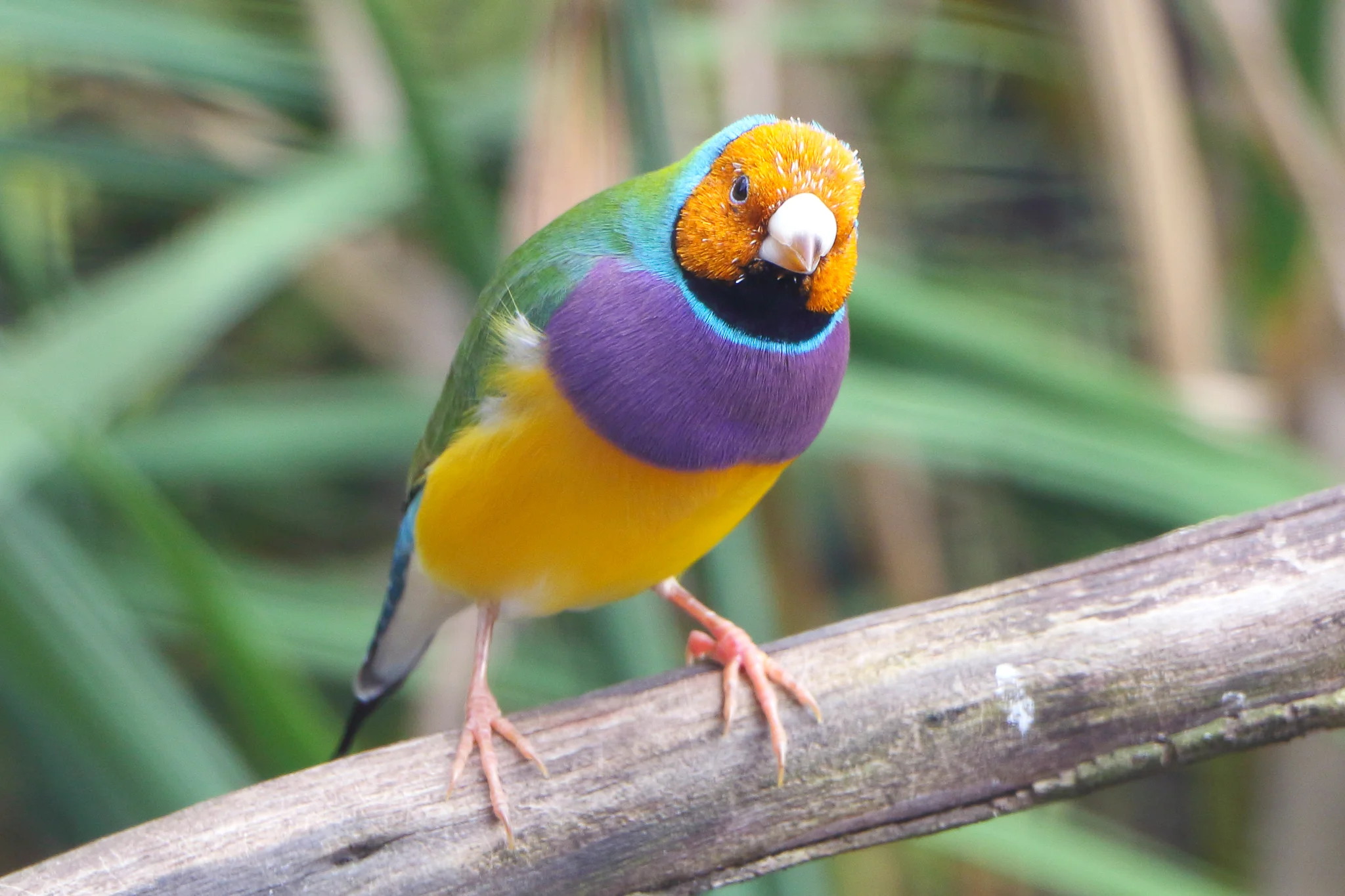 The rarest of the beautiful and endangered Gouldian Finches is the Golden-headed morph, making up one per cent of the Gouldian population, as seen here at Taronga Zoo in Sydney.