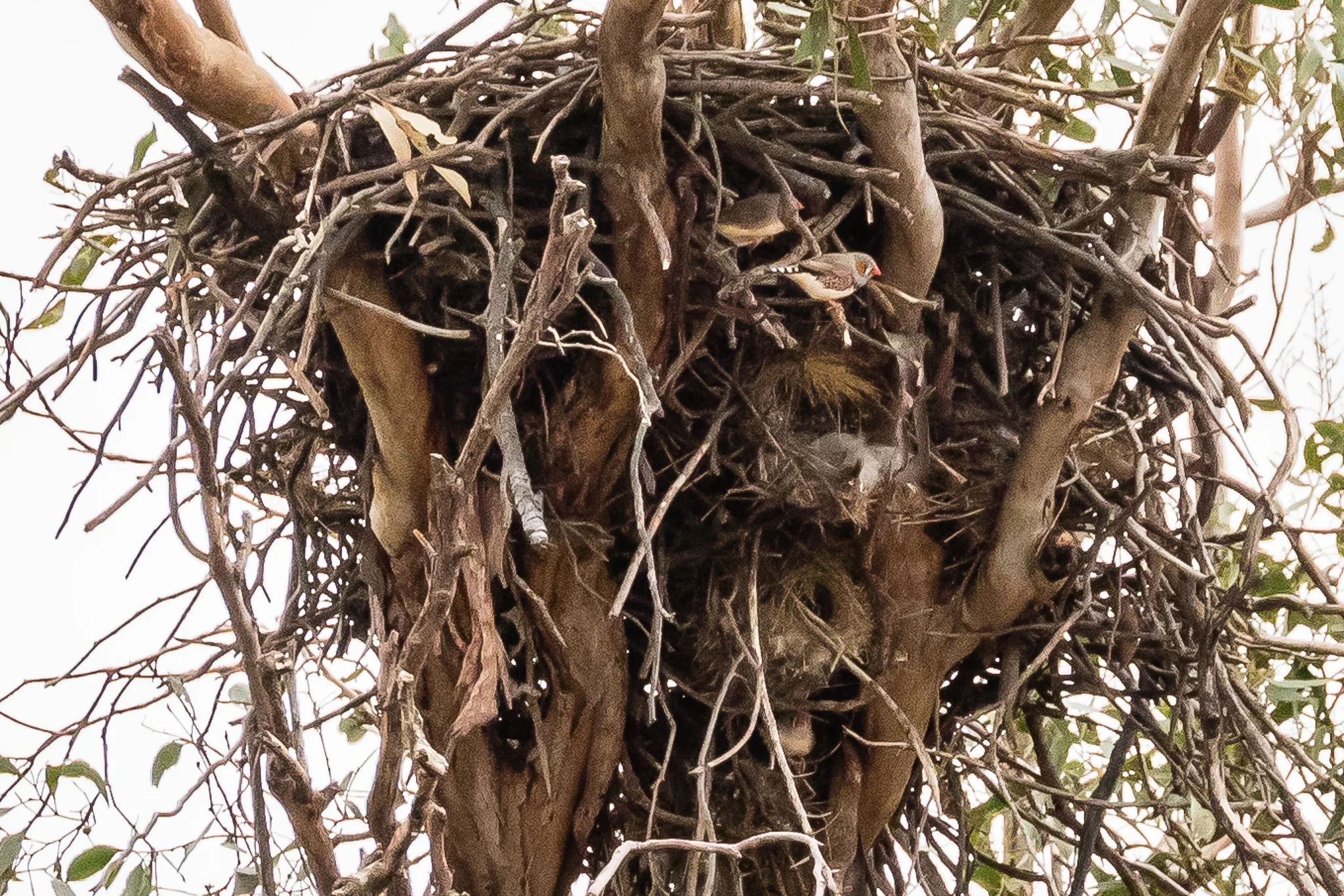 These Zebra Finches have built a warren of nests in the cellars of a Whistling Kite’s nest. Presumably this provides a roof, a built in security service and perhaps morsels of food as well?
