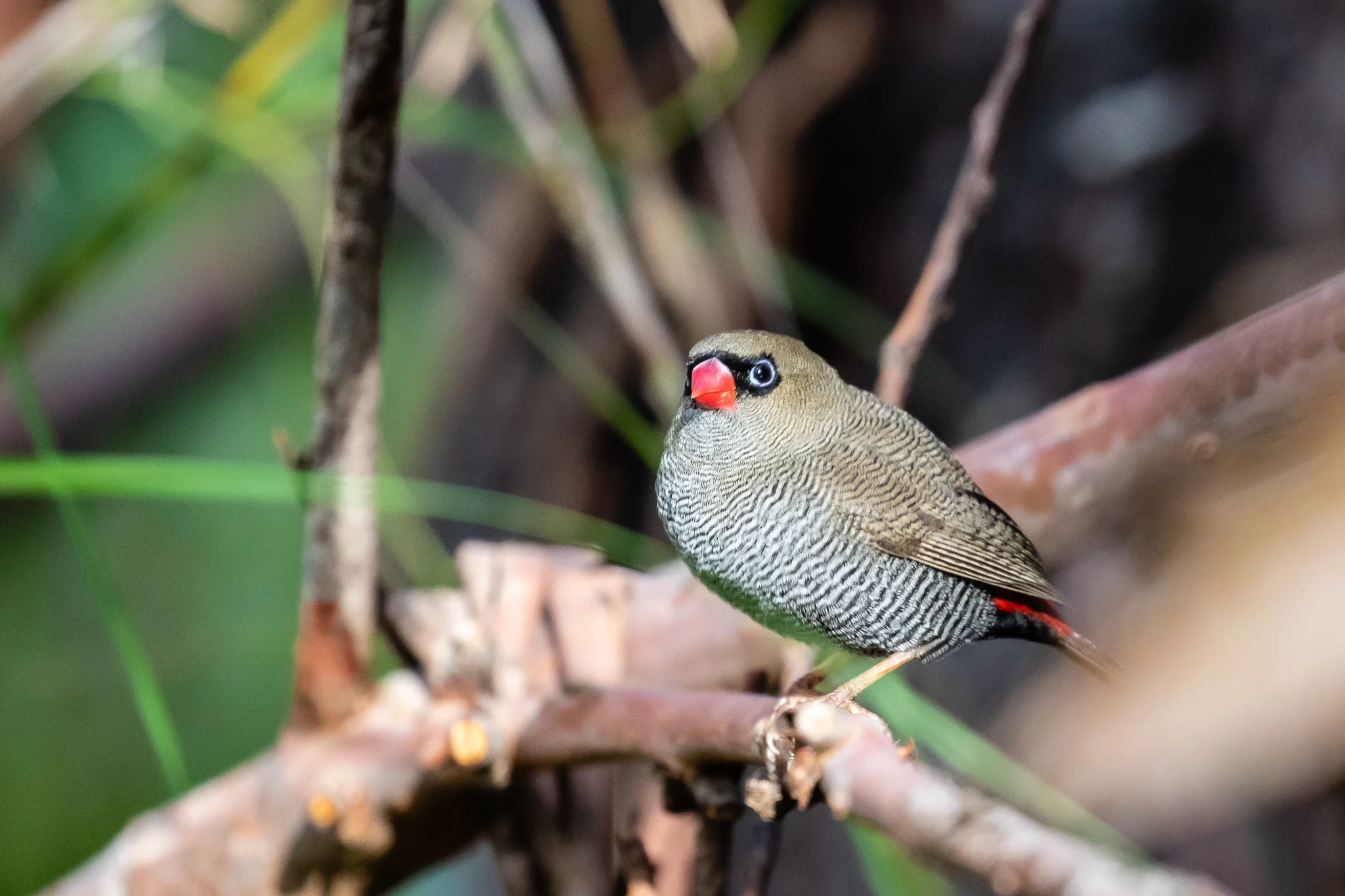 The Beautiful Firetail (13 cm) inhabits the south of Victoria, southern coastal NSW, South Australia and Tasmania. It prefers damp areas and feeds on seeds and insects in low undergrowth.