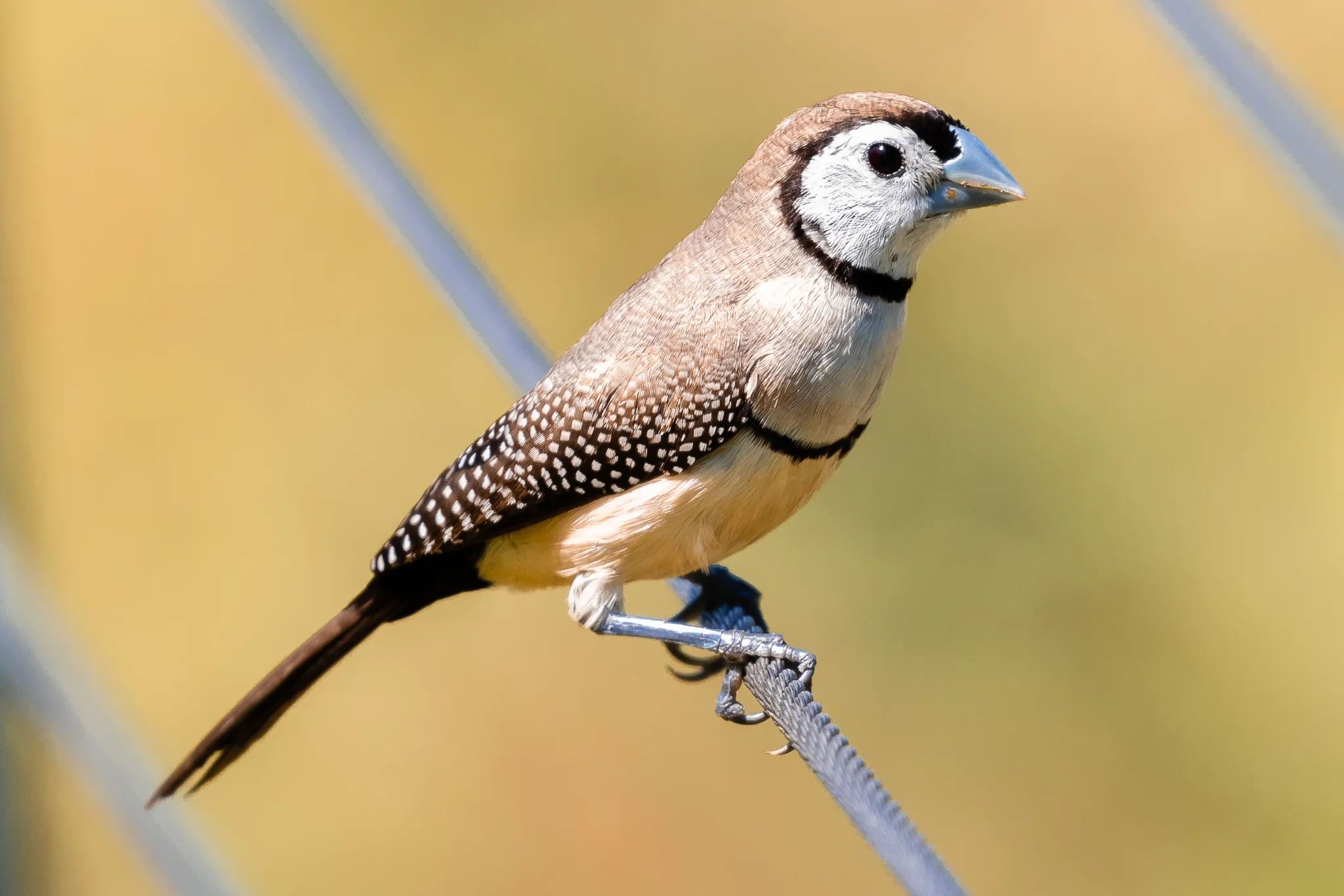The Double-barred Finch (11 cm) is found across northern and eastern Australia in grassy woodlands and forests. This bird with its white rump is from the northern race, the eastern race have a black rump. Double-barred Finches eat seeds and some insects.