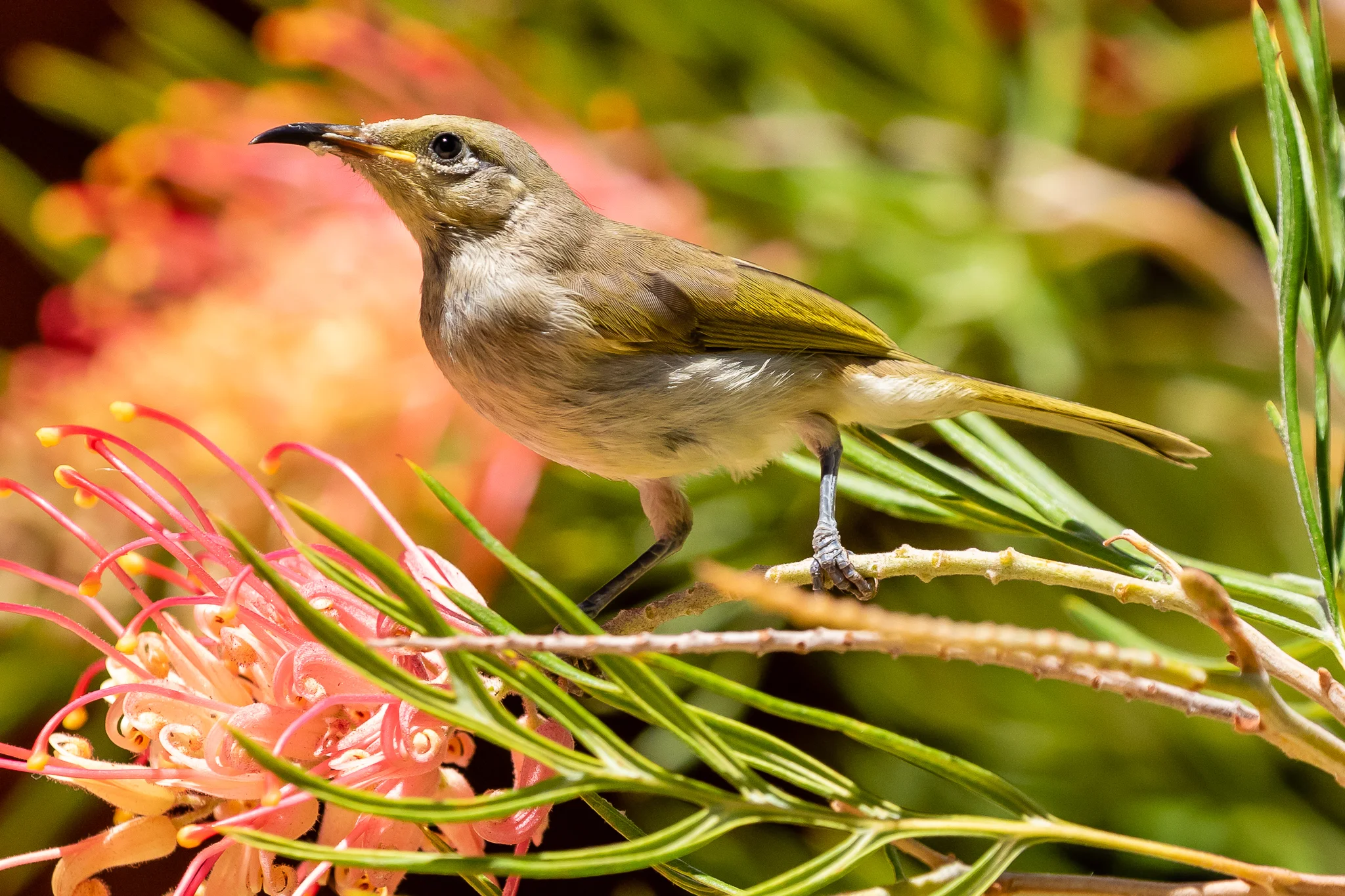 The Brown Honeyeater (16 cm) is common in WA. This bird was feeding on Grevilleas at the Kings Park cafe, along with Red Wattlebirds, Western Spinebills, White-cheeked and Tawny-crowned Honeyeaters.