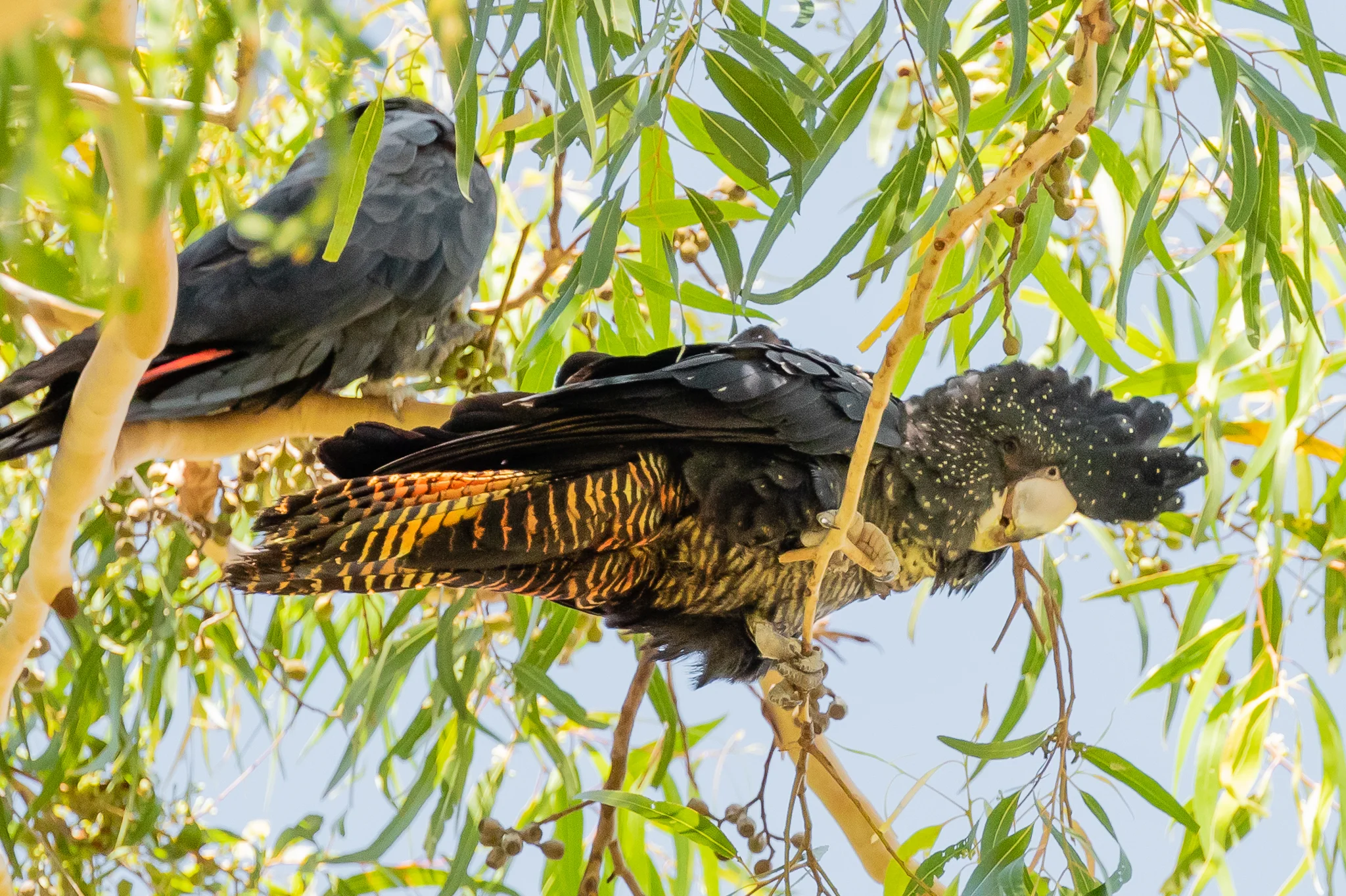 The South-Western race of Red-tailed Black-Cockatoo is also listed as threatened. The male (top) shows scarlet panels in the tail, the female (lower) shows her barred tail and white spots.