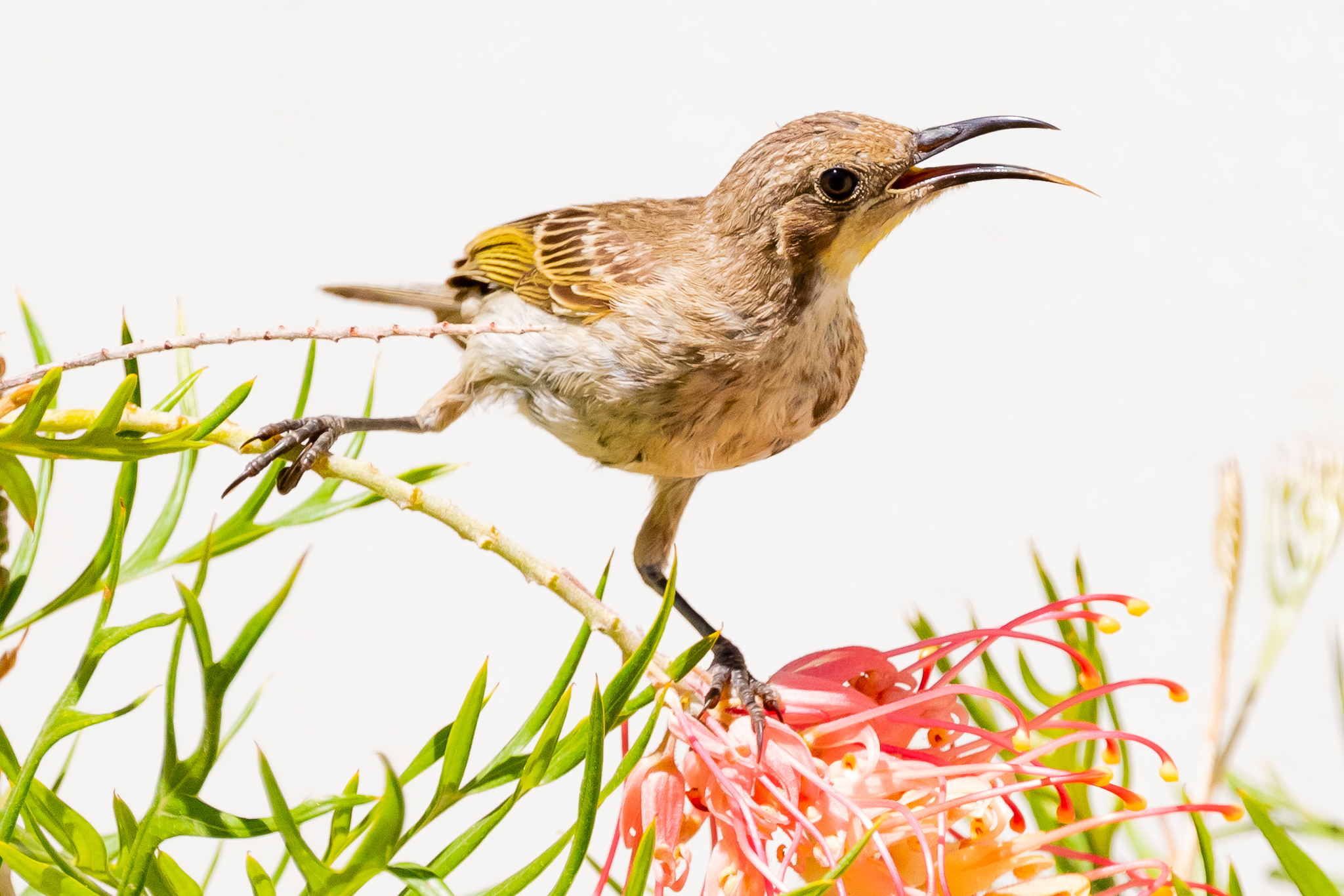Perth Western Australia Birds - Australia's Wonderful Birds