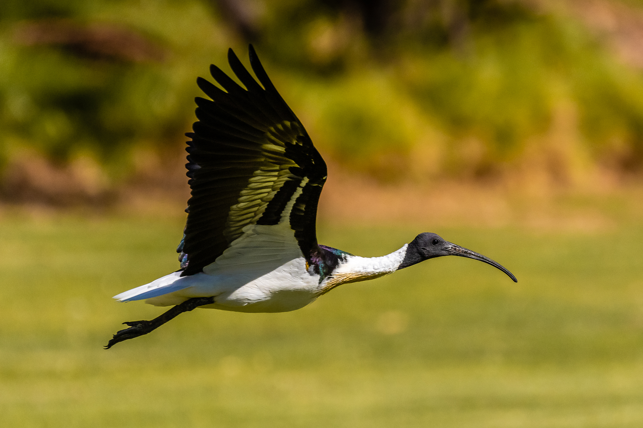 Perth Western Australia Birds - Australia's Wonderful Birds