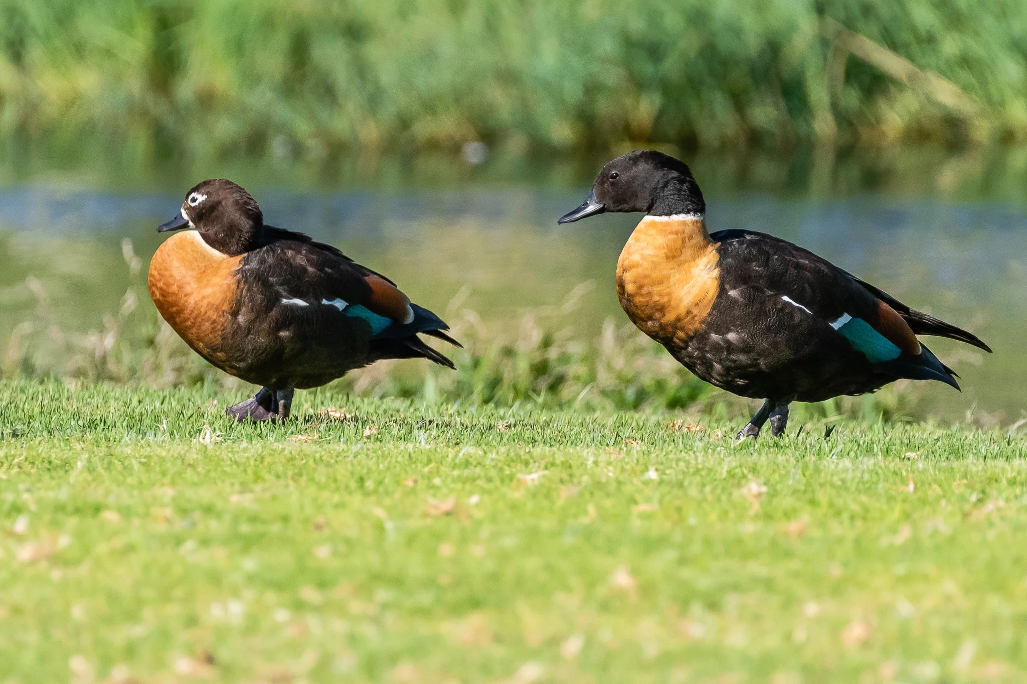 Australian Shelducks (73 cm) are often seen feeding on pasture and here enjoy the park and creeks that surround Herdsman Lake. The female (left) shows her white eye ring and bill base.Both male (right) and female wear the same handsome white collar.