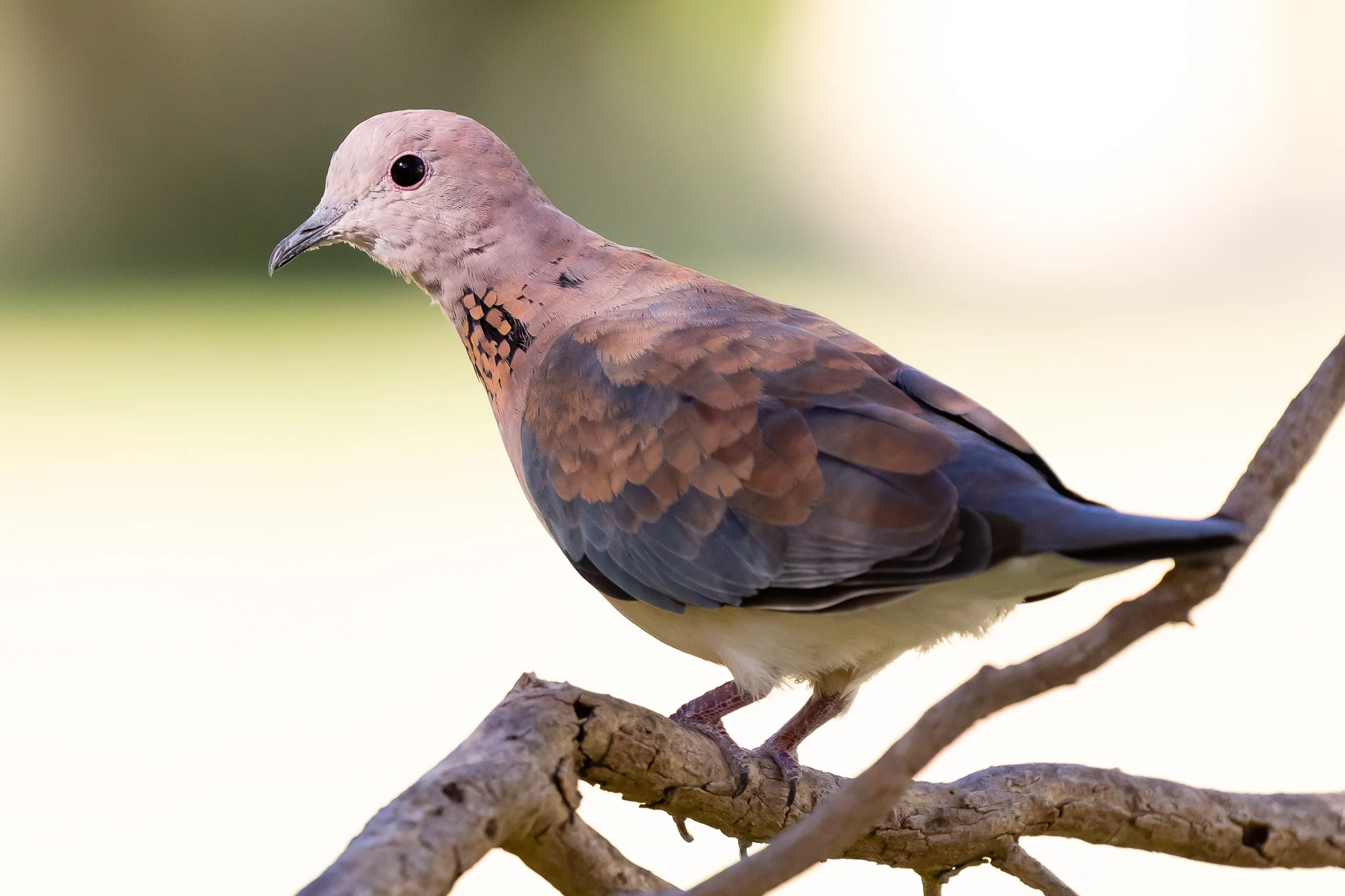 The Laughing Turtle-Dove was introduced to Perth from Africa in the nineteenth century. It is now well established across the South-West of Australia. Its name comes from its characteristic call.
