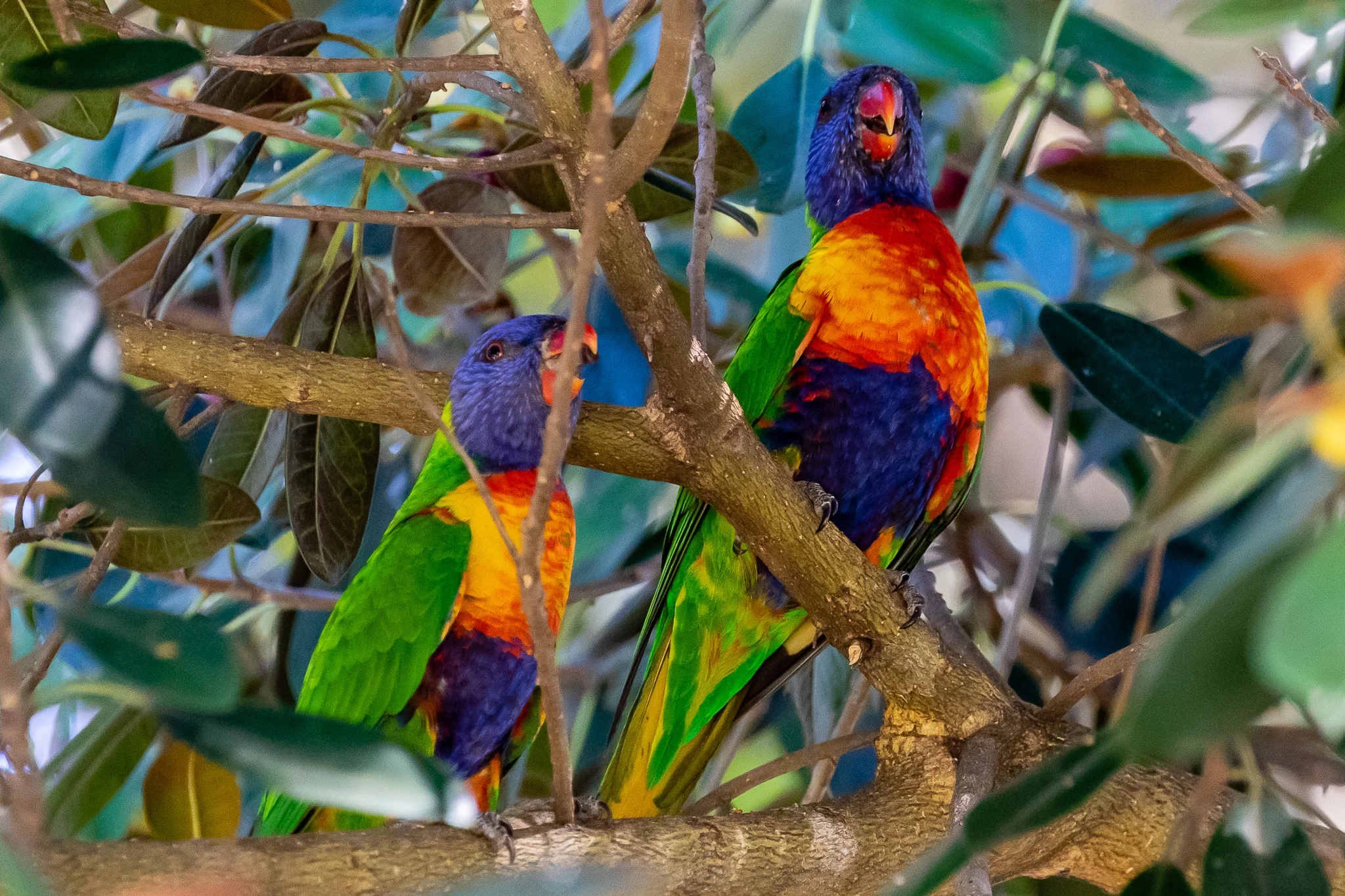 As in other parts of Australia, the Rainbow Lorikeet makes its noisy and aggressive presence in the city of Perth and its surrounds.